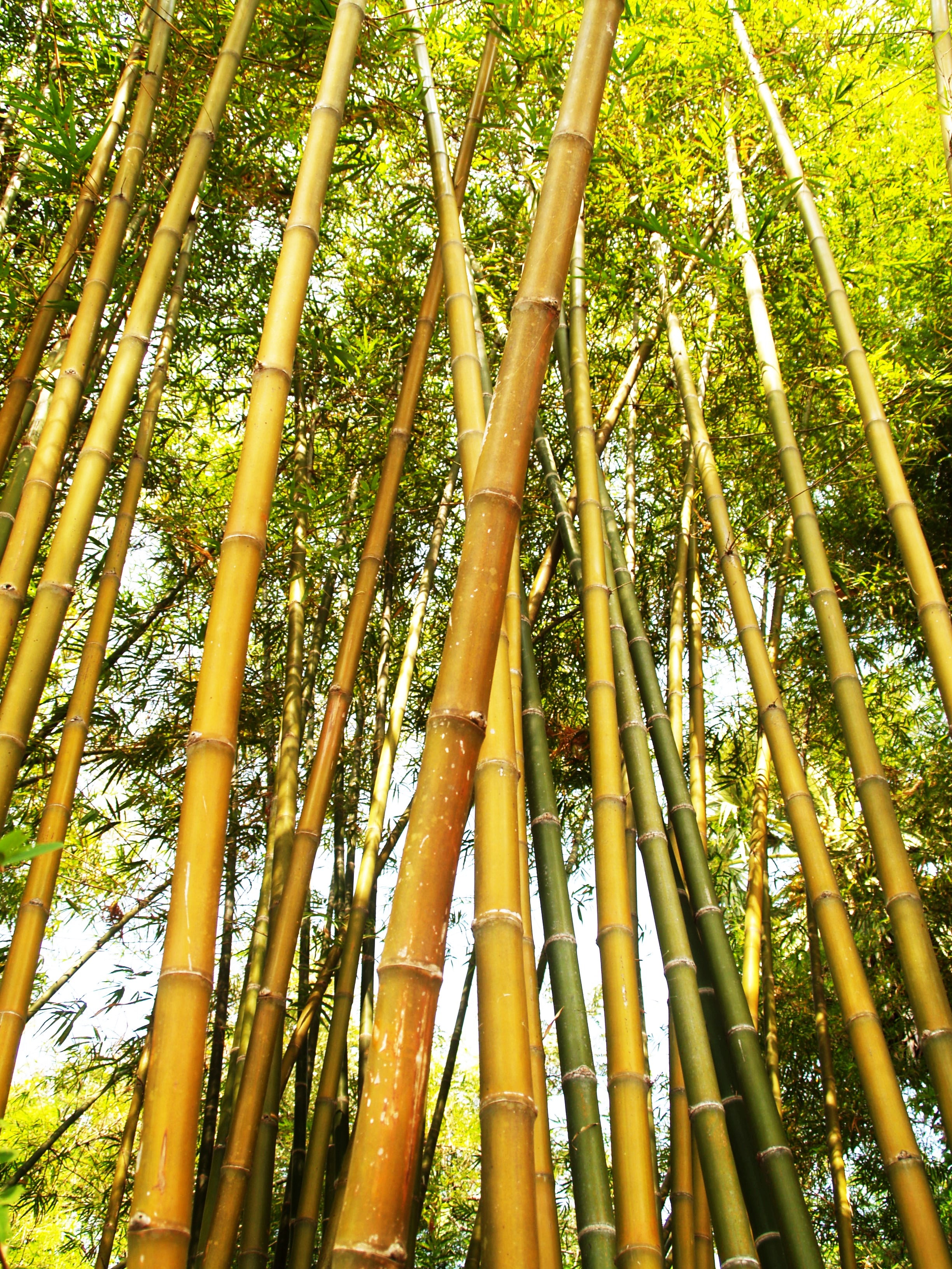 Bamboo Tree during Daytime, Leaf, Wood, Tropical, Plant, HQ Photo