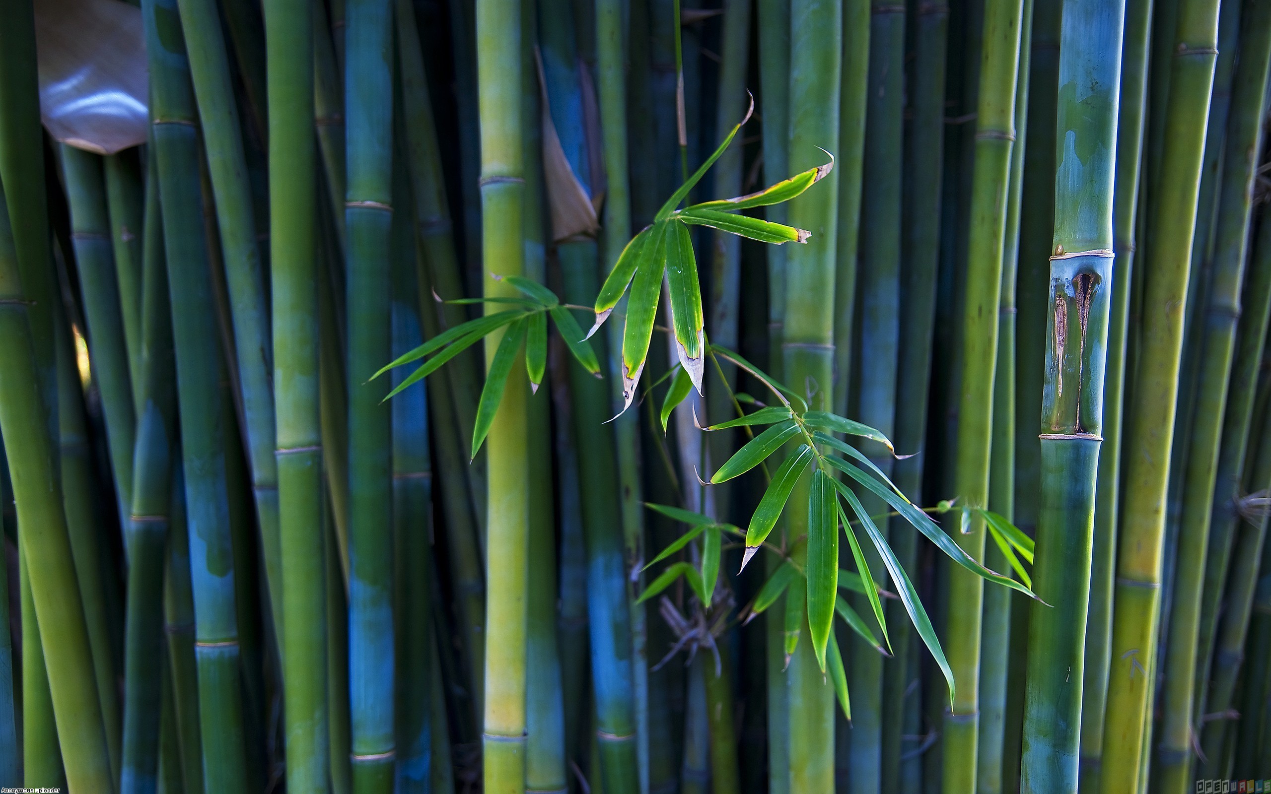 Bamboo trees wallpaper #15738 - Open Walls