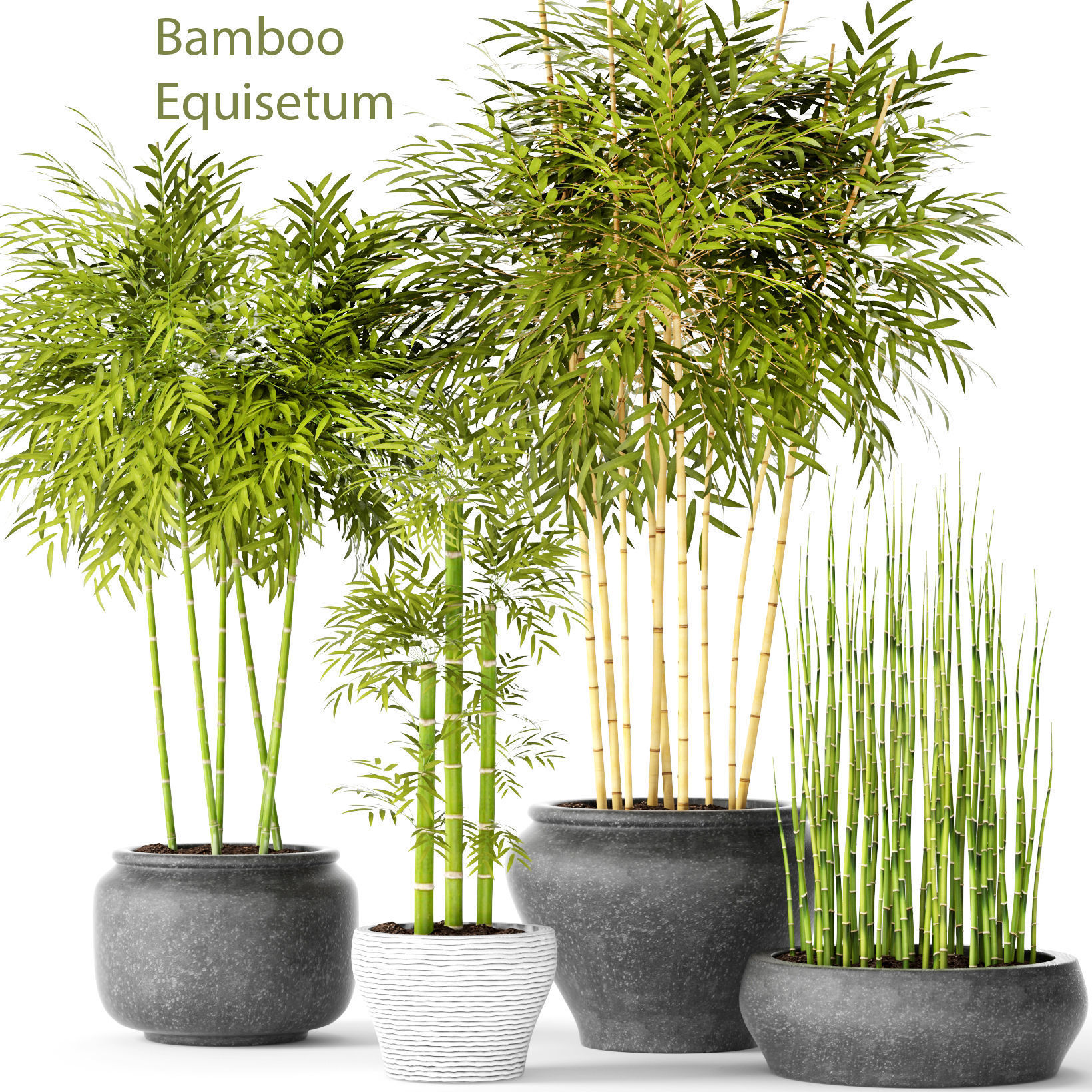 3D model Bamboo Trees | CGTrader