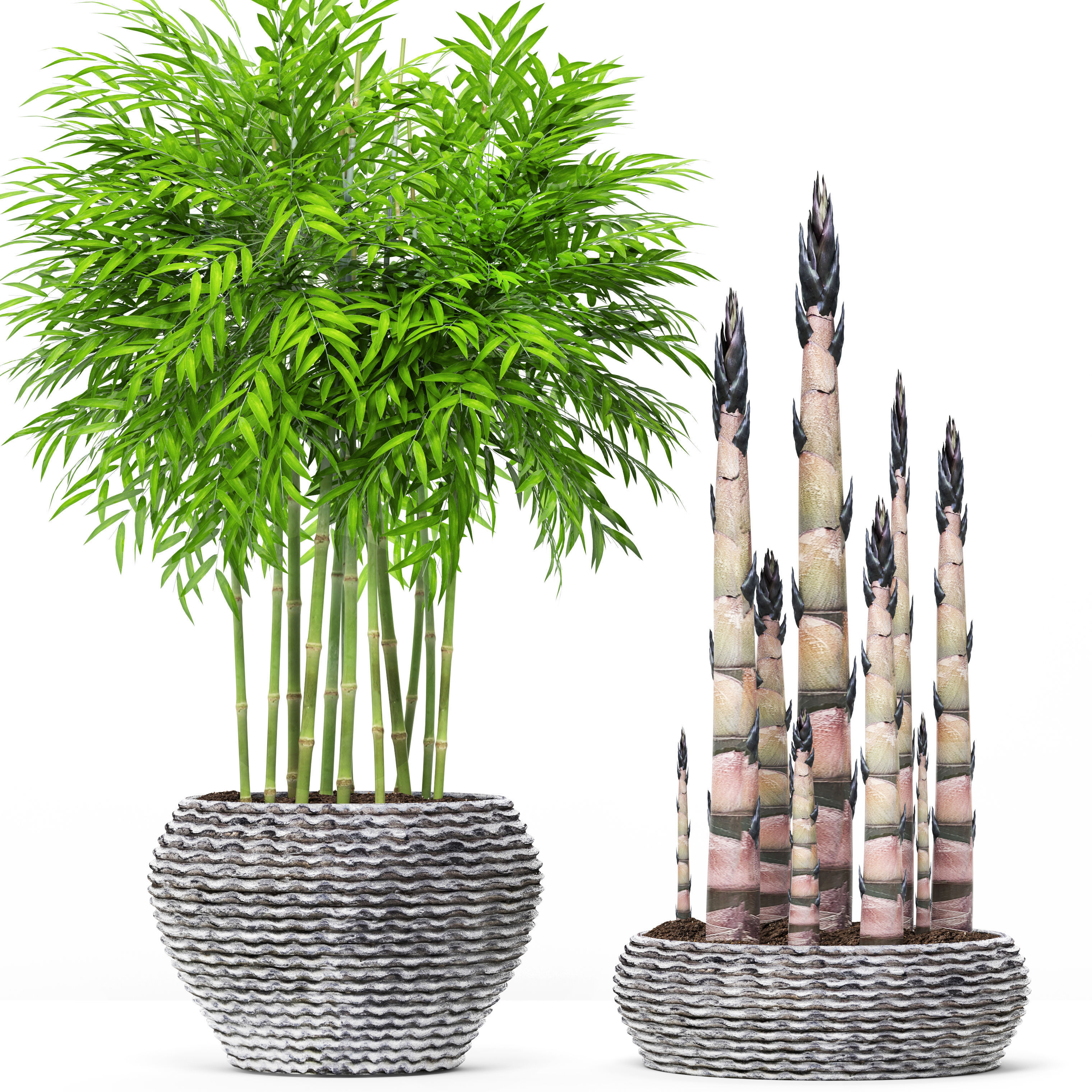 3D model Bamboo Trees set | CGTrader