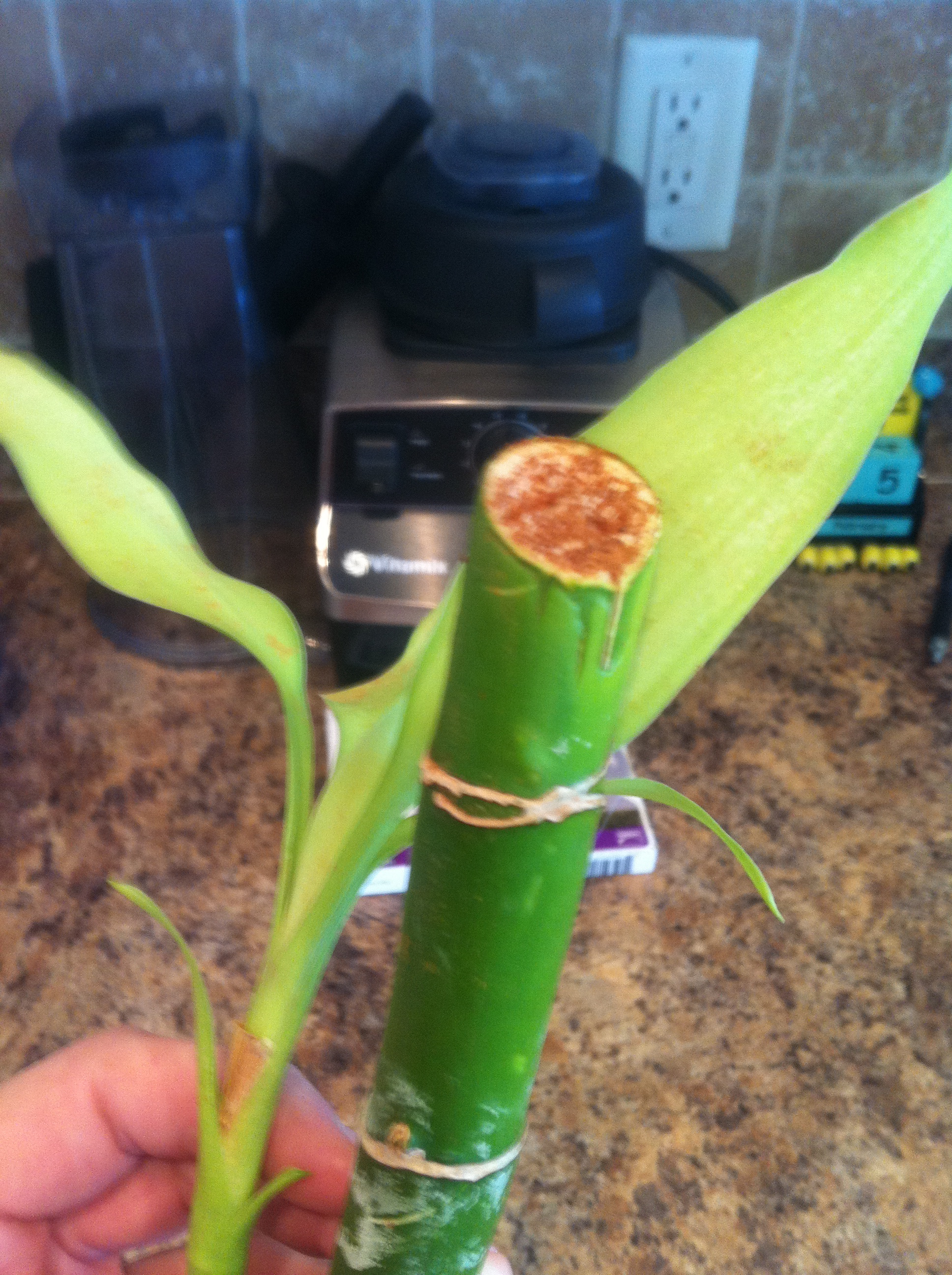 Fighting To Save Lucky Bamboo
