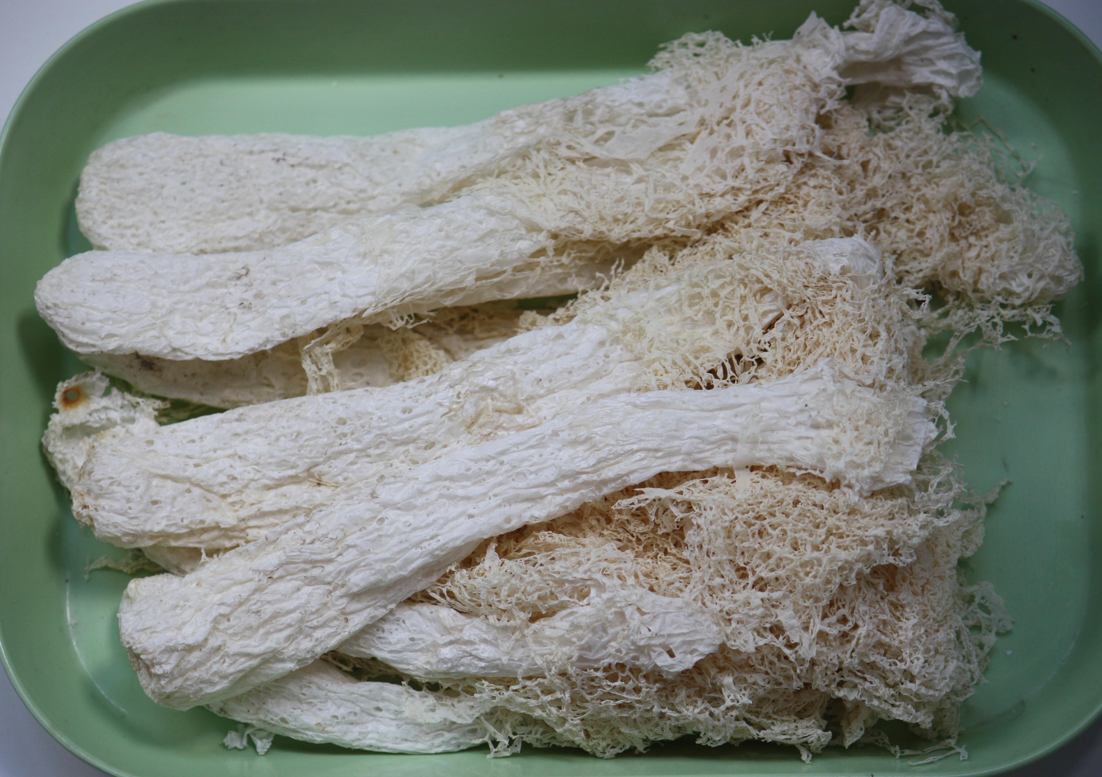 Bridal Veil Stinkhorn Mushroom by Virginia French on Prezi