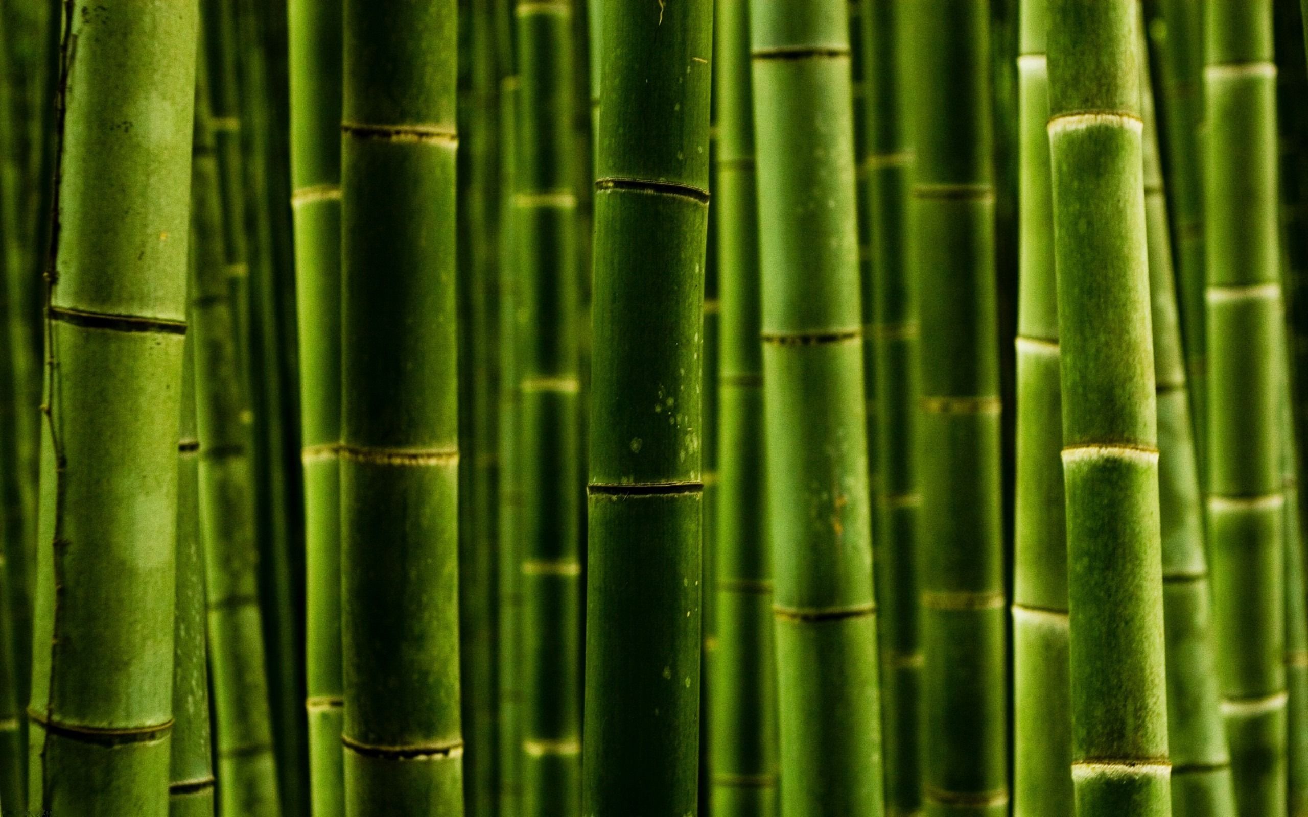 oboi-pod-bambuk.jpg (2560×1600) | Bamboo | Pinterest