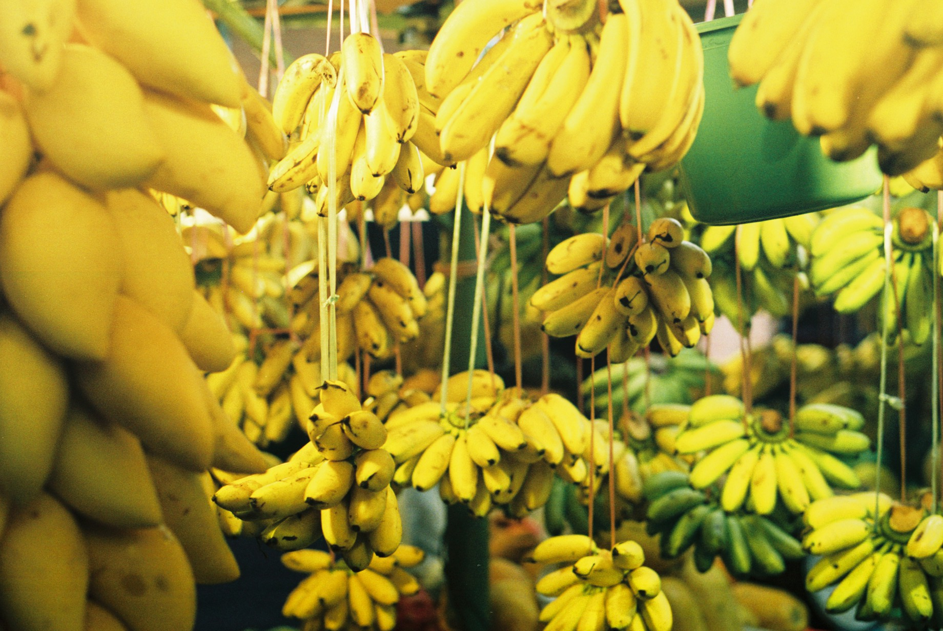 Banana | scienceandfooducla