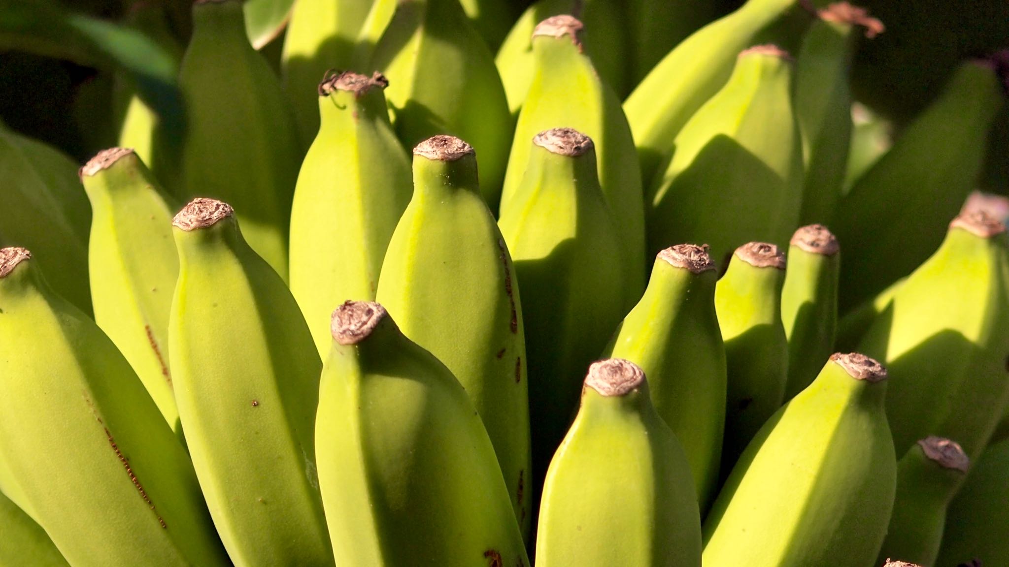 Can we prevent the 'Bananapocalypse?' — NOVA Next | PBS