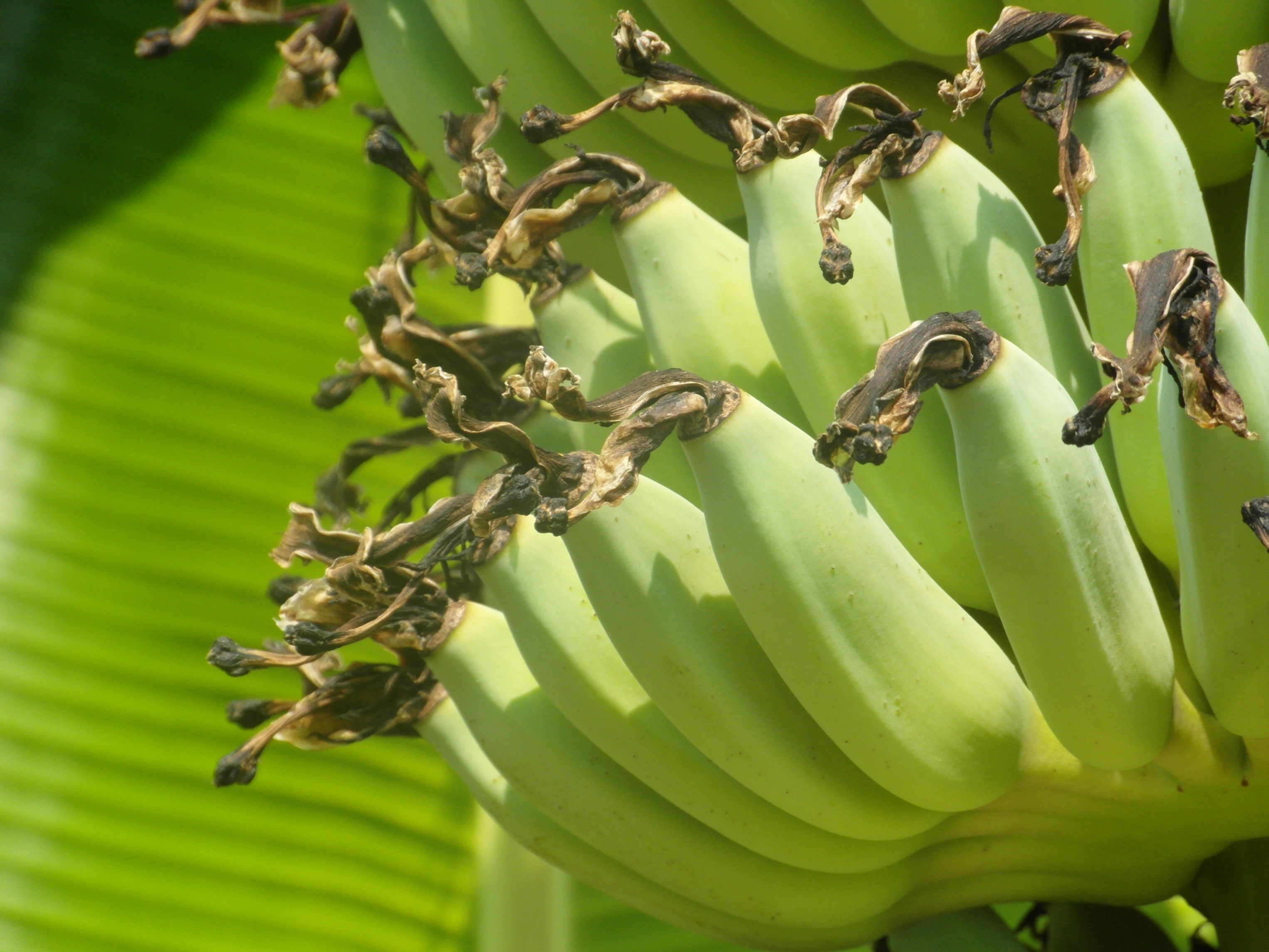 Banana bunch photo
