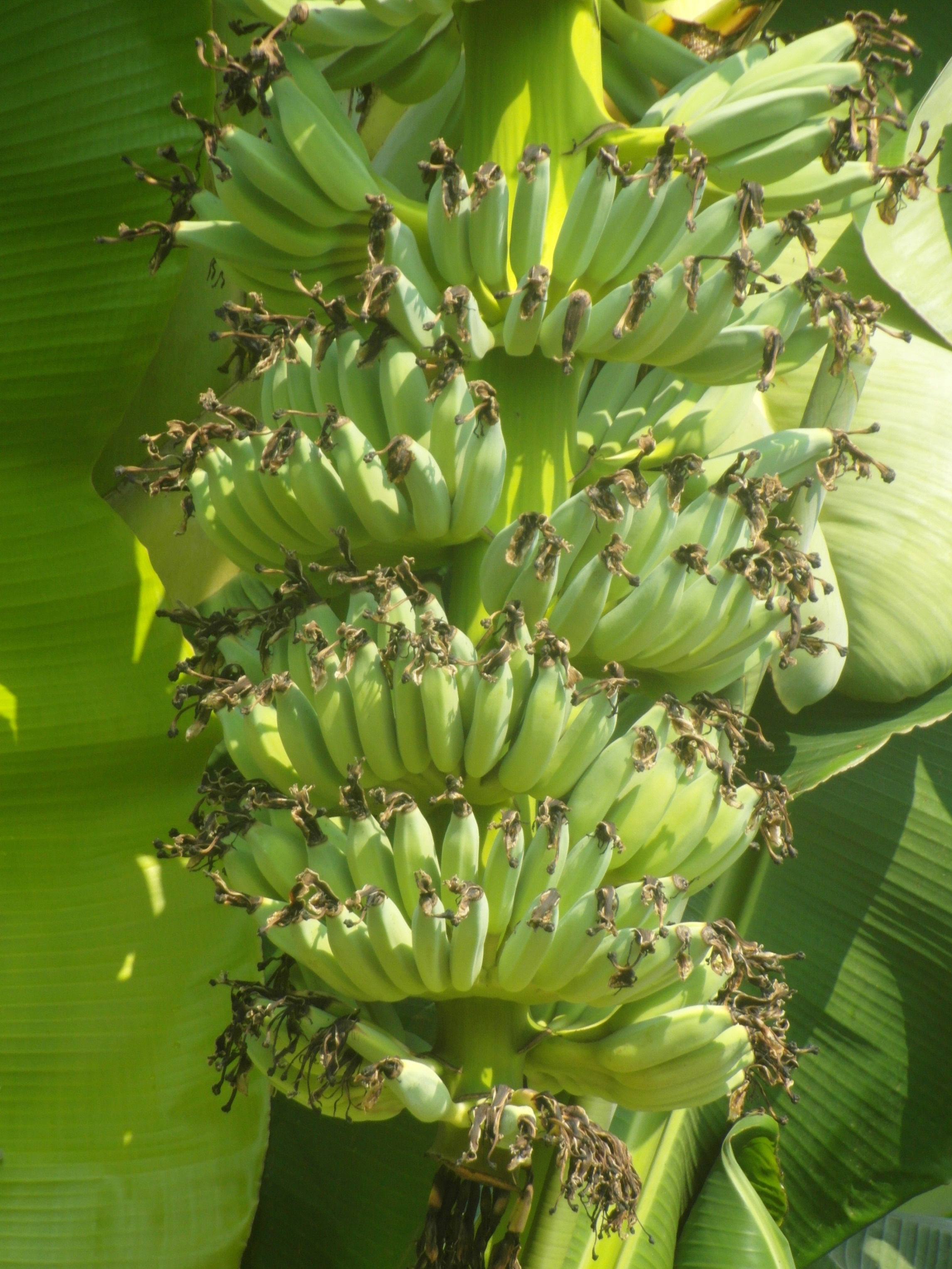 Banana bunch photo