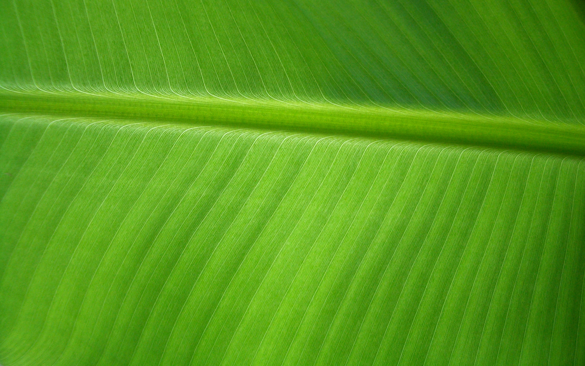 Banana Leaf by OrodrethC on DeviantArt