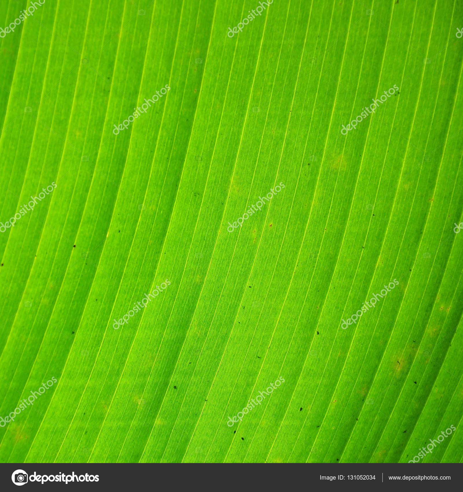 Close up of green banana leaf texture — Stock Photo © gubgibgift ...