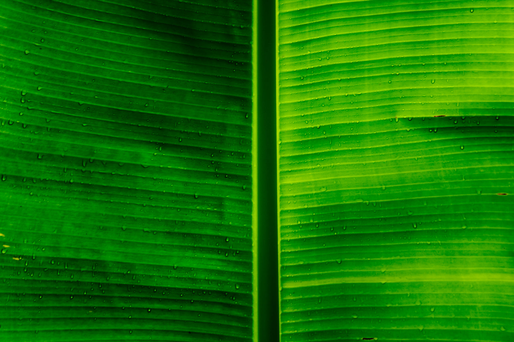 Banana leaf texture by Mike NEE - Photo 26717185 / 500px