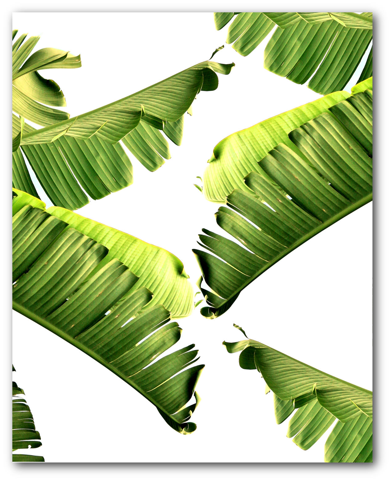 Banana Leaf Print Abstract Tropical Leaf Summer Art