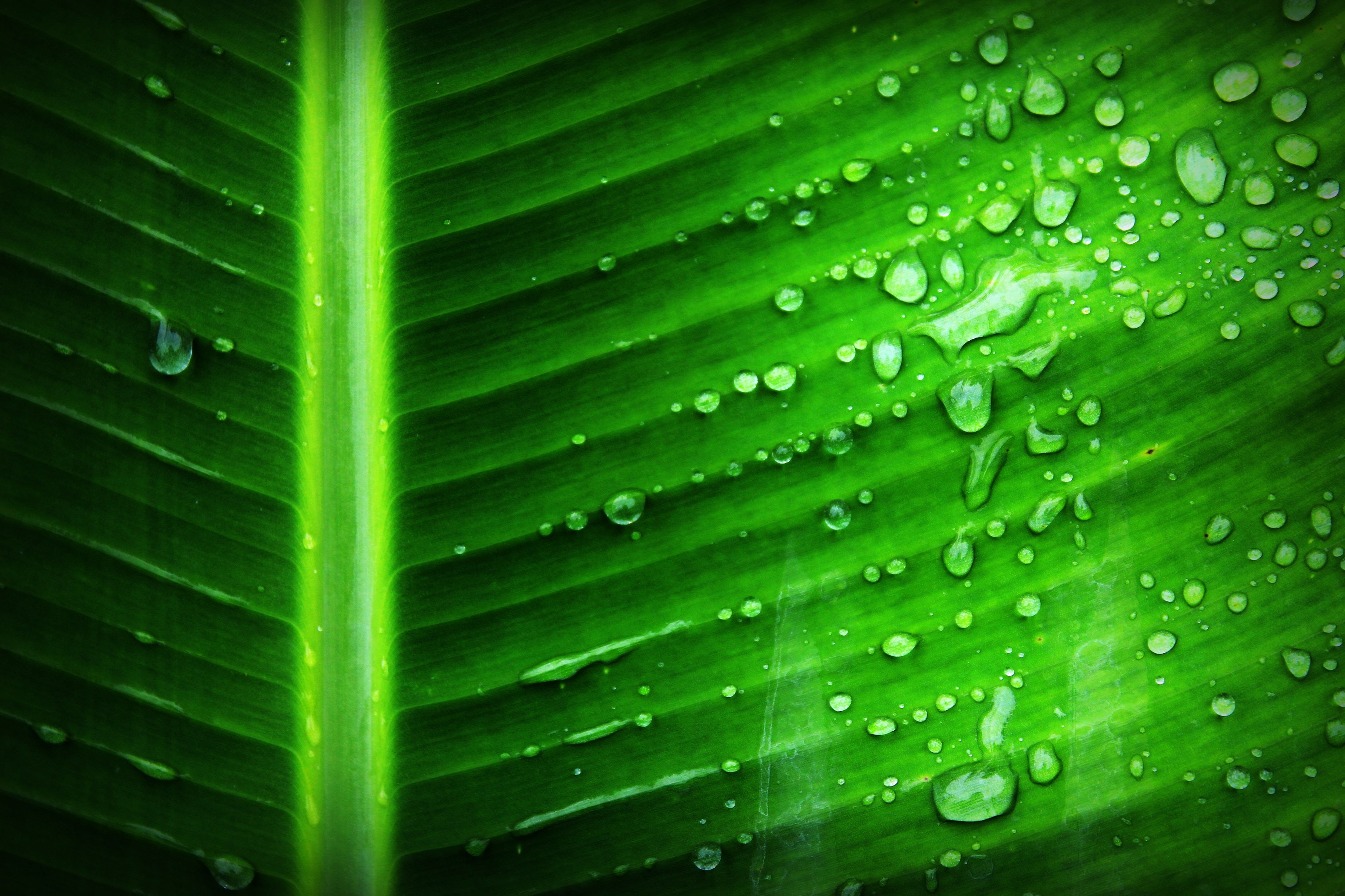 Green Banana Leaf With Substance of Clear Liquid · Free Stock Photo