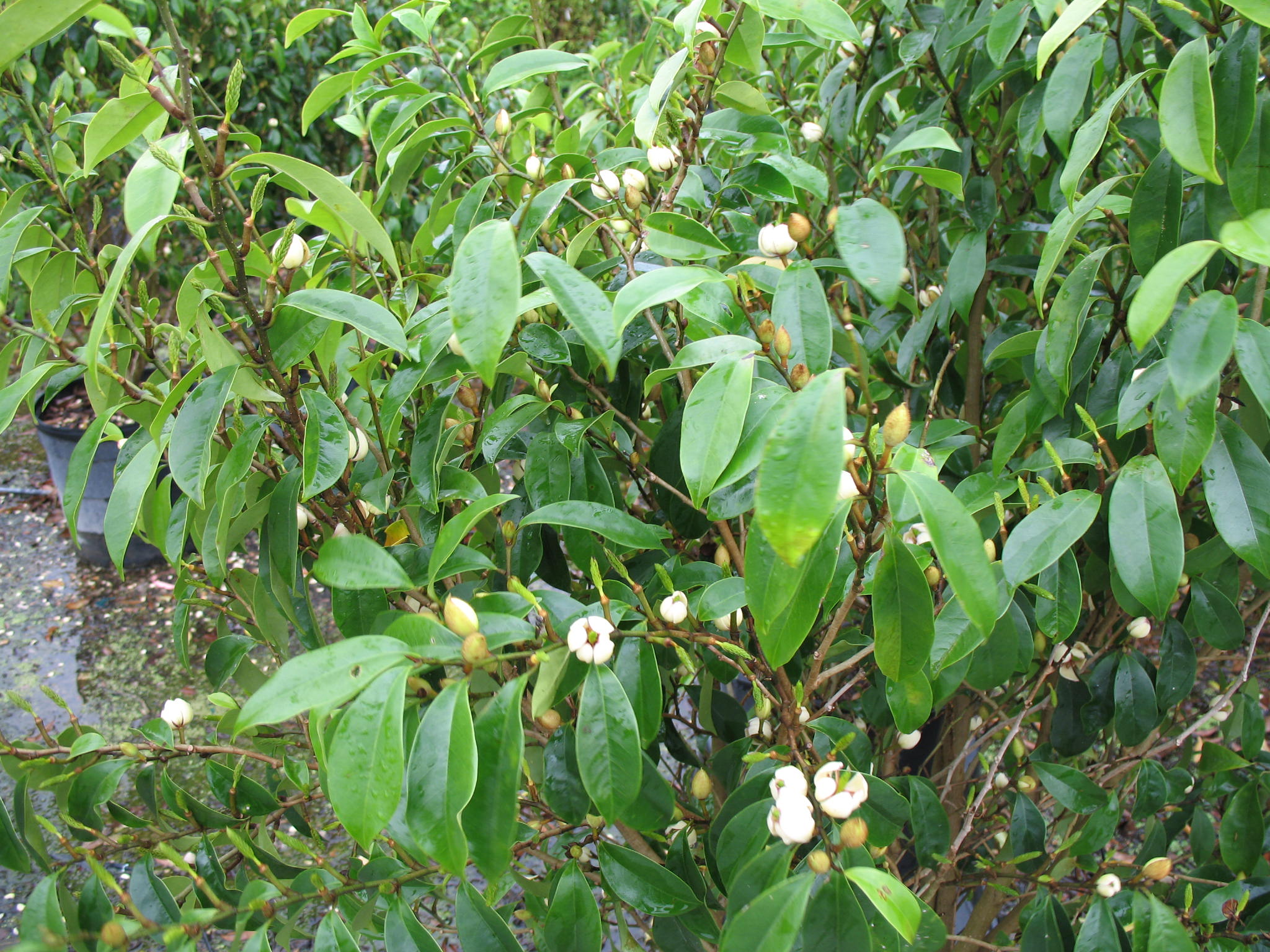 Online Plant Guide - Michelia skinneriana / Hybrid Banana Shrub