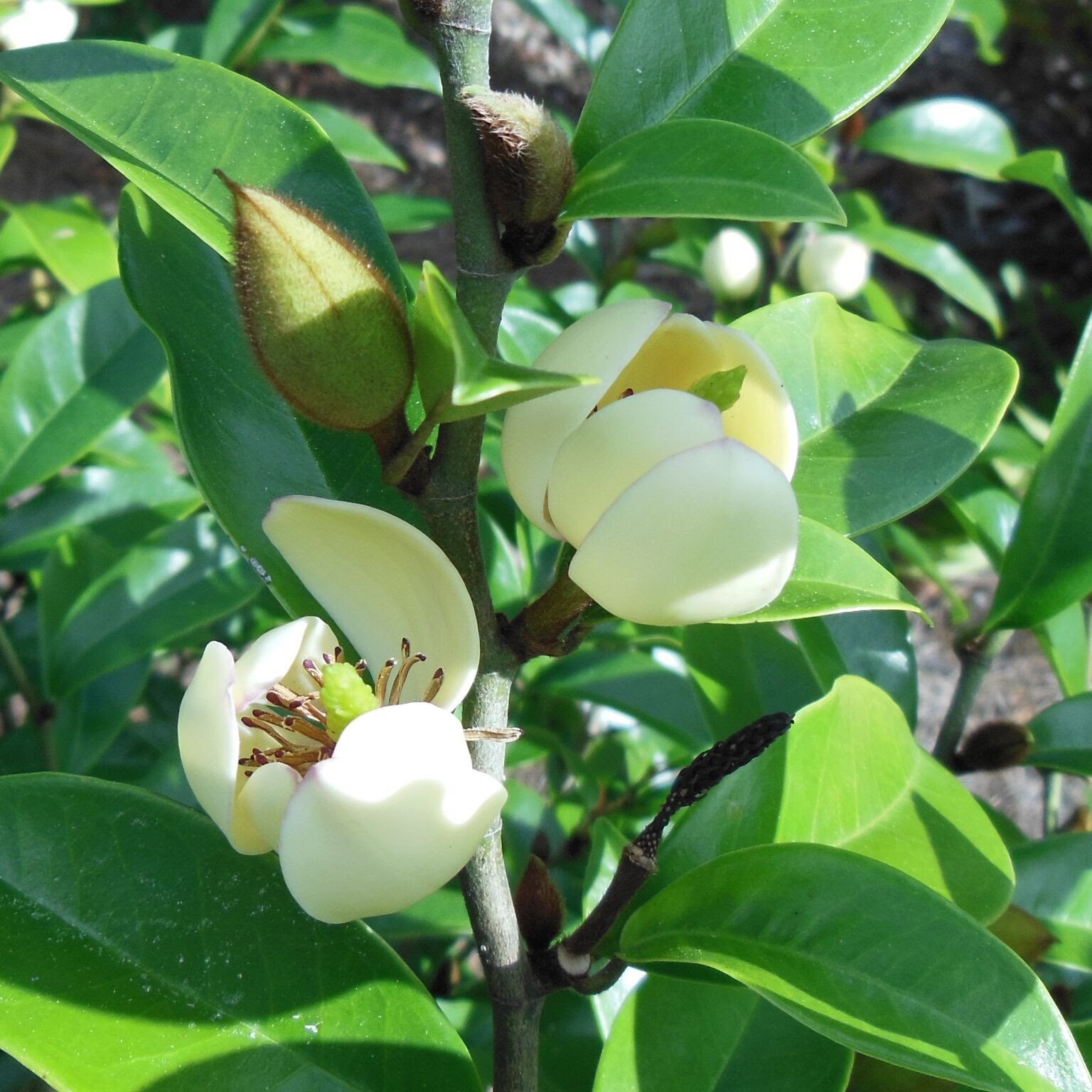 Banana Shrub – Roses and Gargoyles Gardenscapes