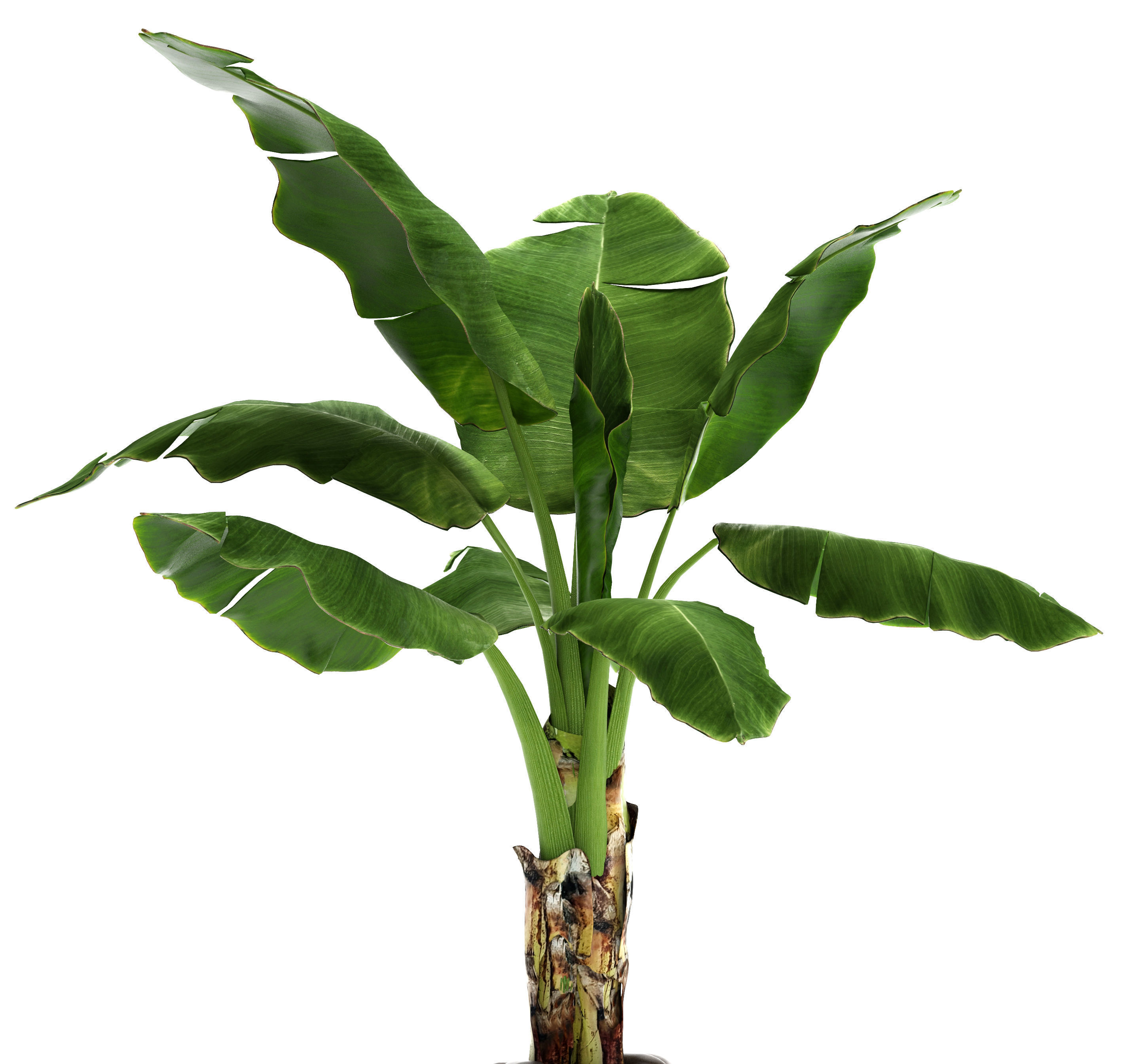 Banana Tree 3D forest | CGTrader