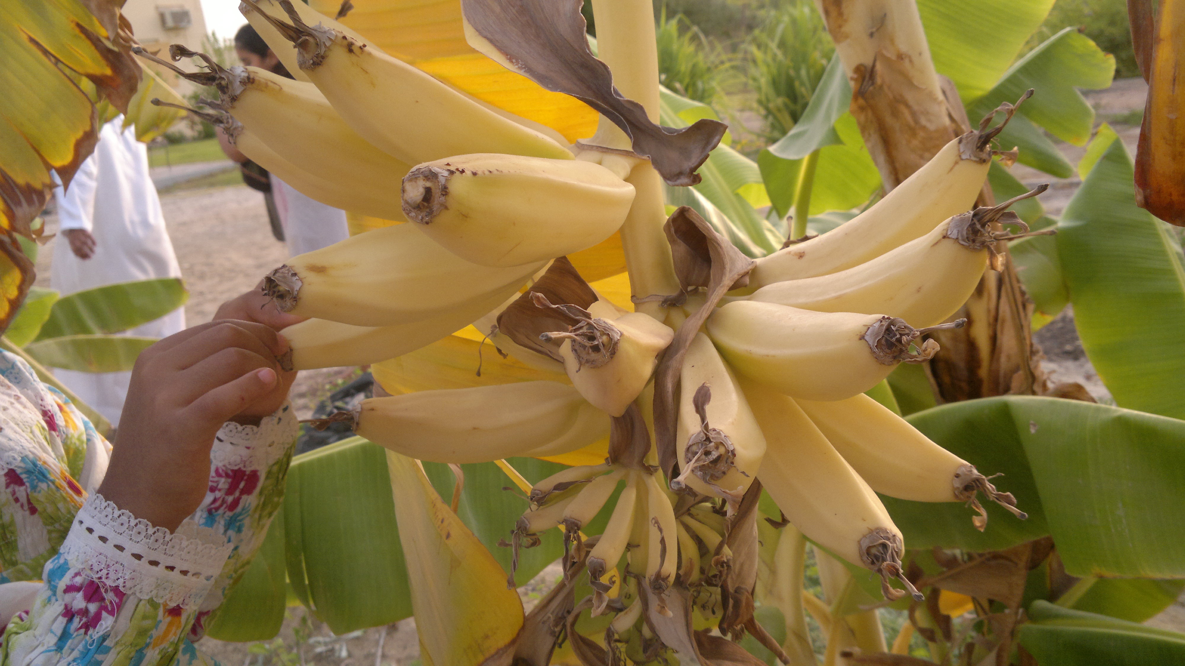Banana tree, Banana, Fruit, Picking, Tree, HQ Photo