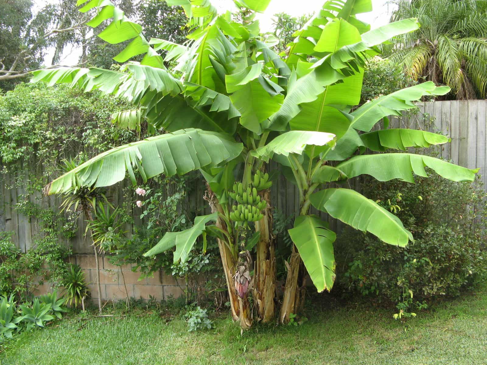 Outdoor Banana Trees In The Garden - Growing Banana Trees In Your ...