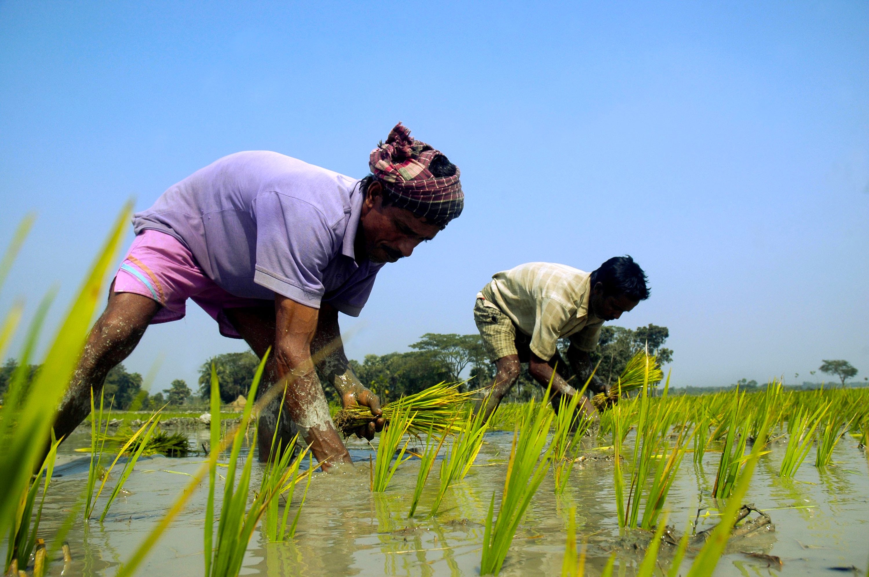 Rice Plantation in Bangladesh - YouTube