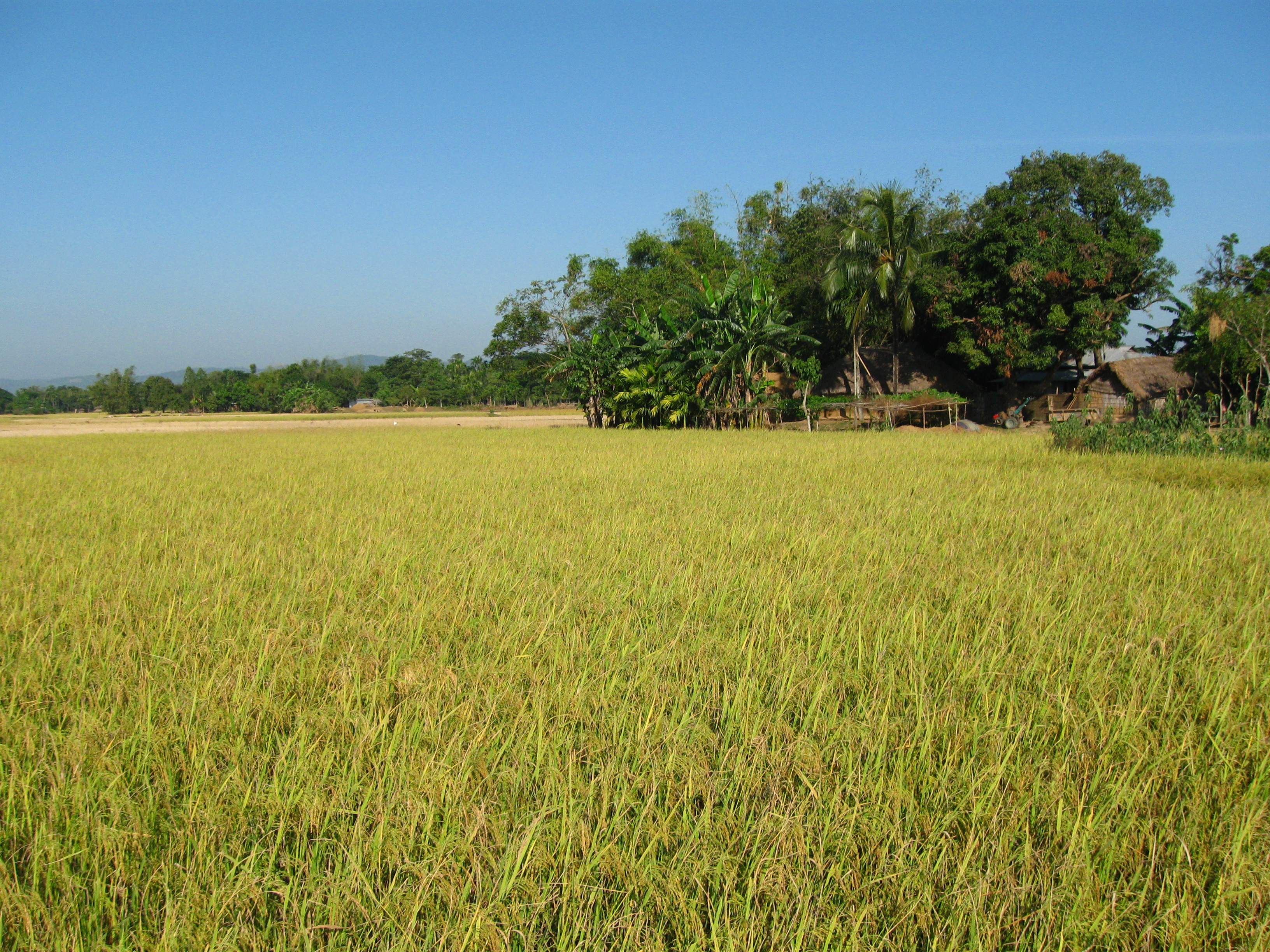 File:Rice field and country house bangladesh.JPG - Wikimedia Commons