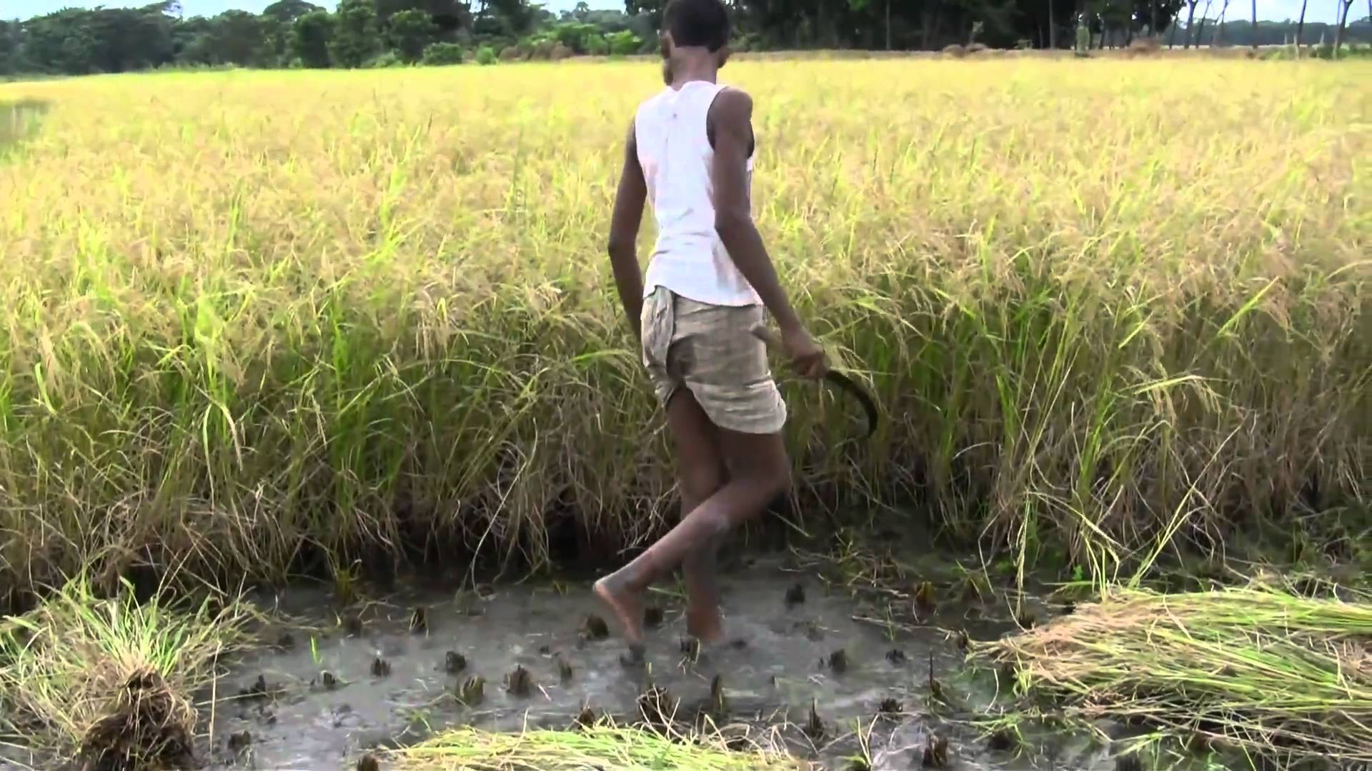 Farmers cut rice plants in the field of Bangladesh - YouTube