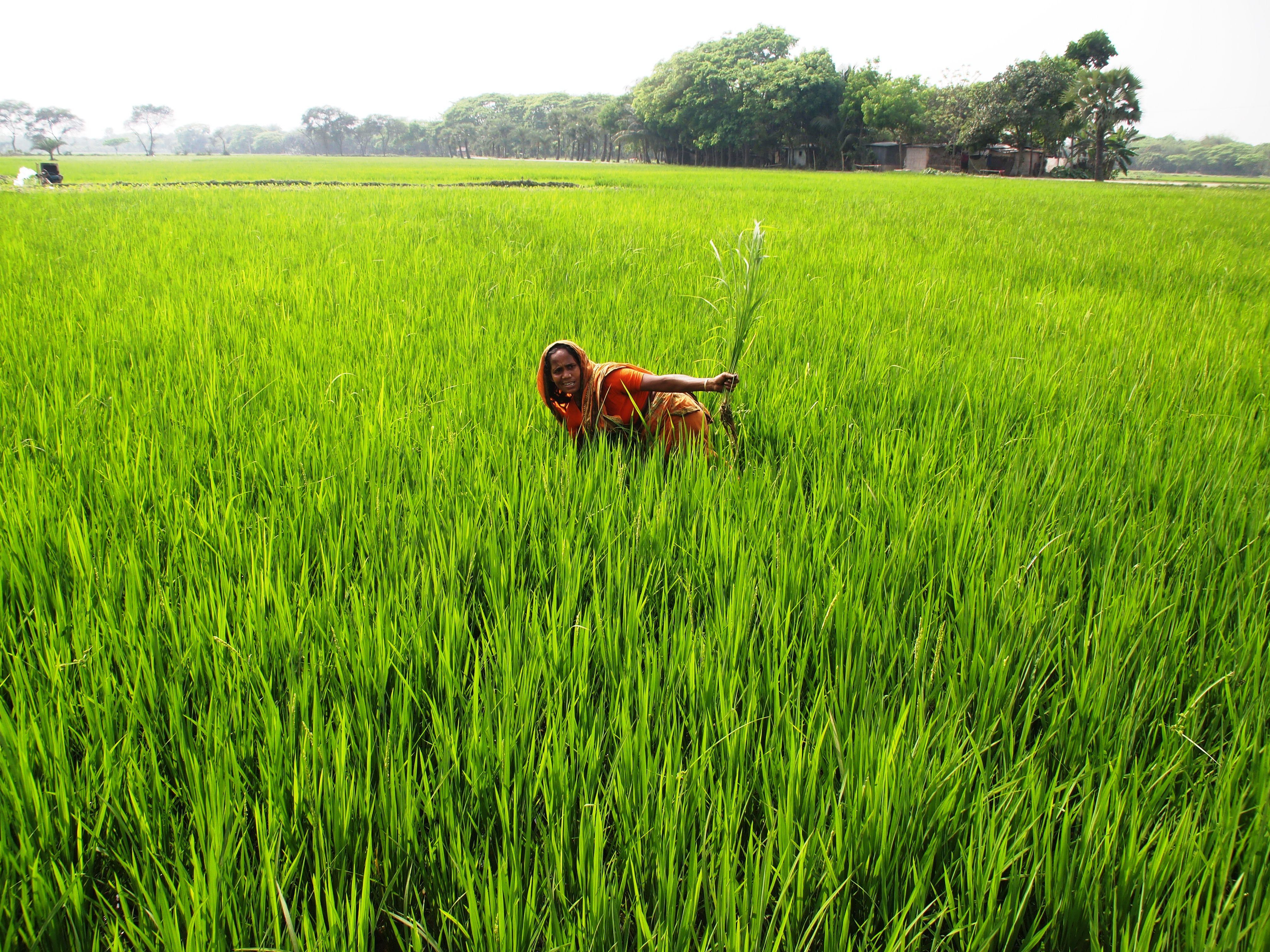 Bangladesh rice farm | Bangladesh | Pinterest