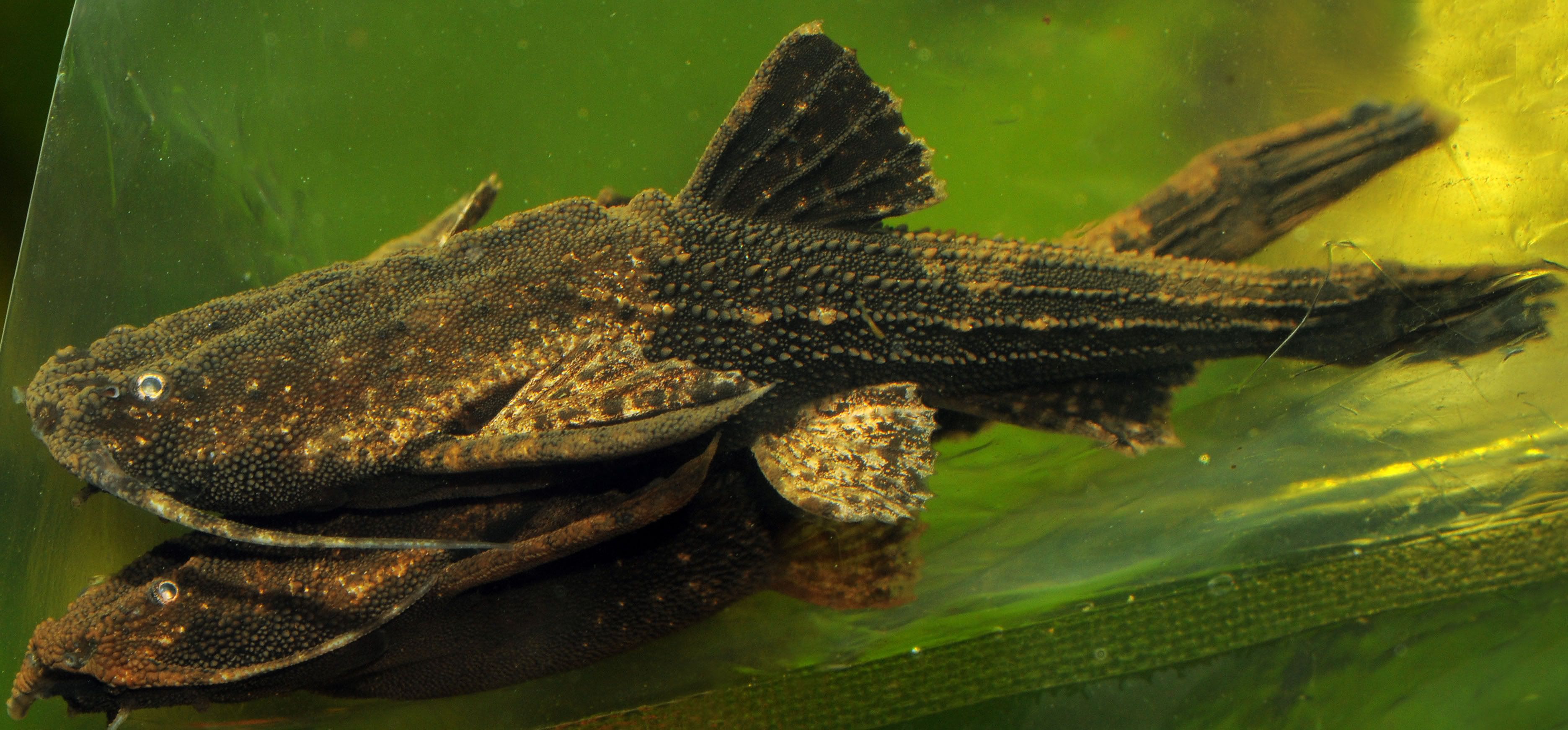 Bunocephalus coracoideus - Banjo Catfish | Future Pets | Pinterest ...