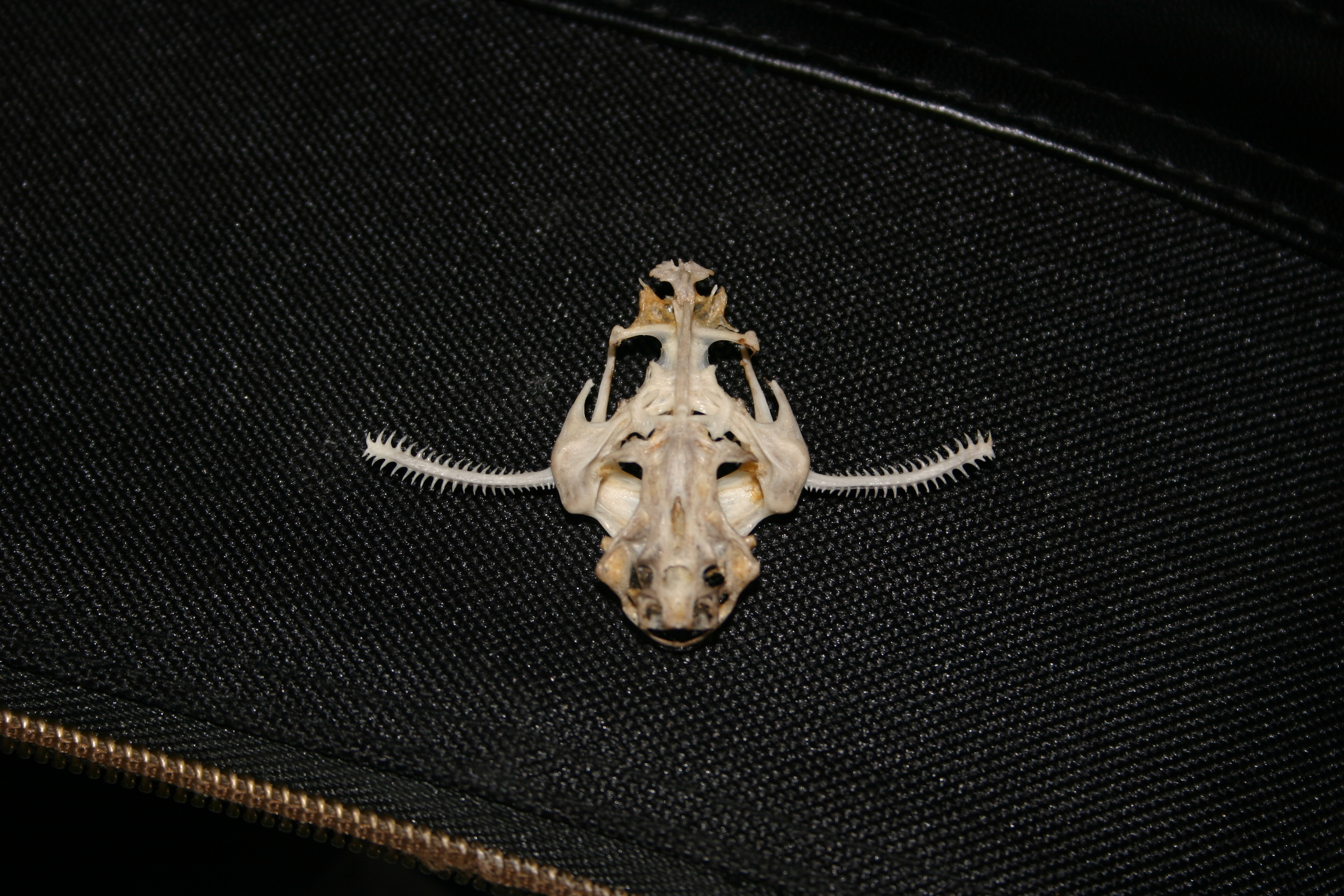 Banjo catfish skull (bunocephalus coraco photo