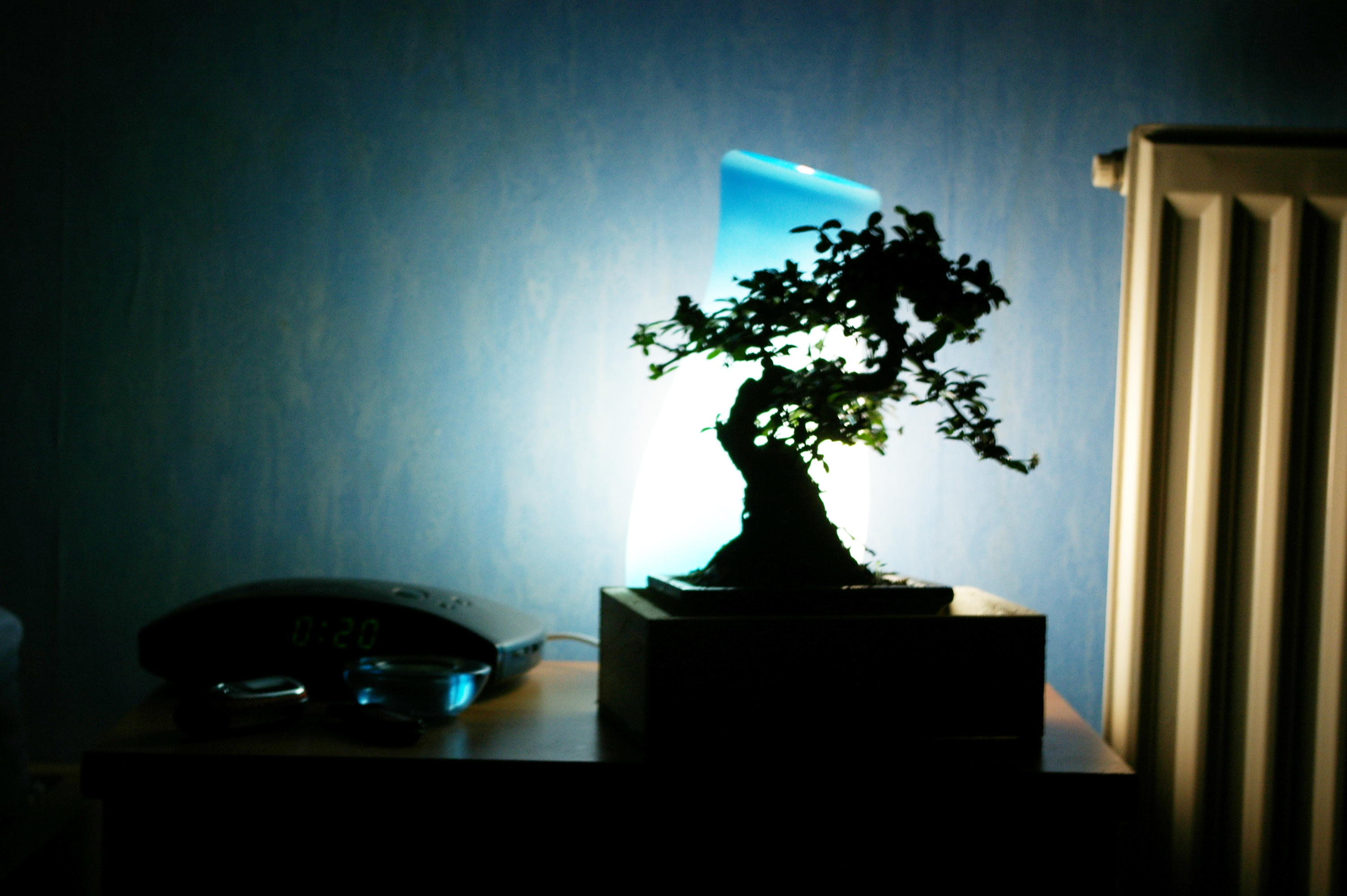 Banzai tree in the room, Bansai, Banzai, Chamber, Dark, HQ Photo