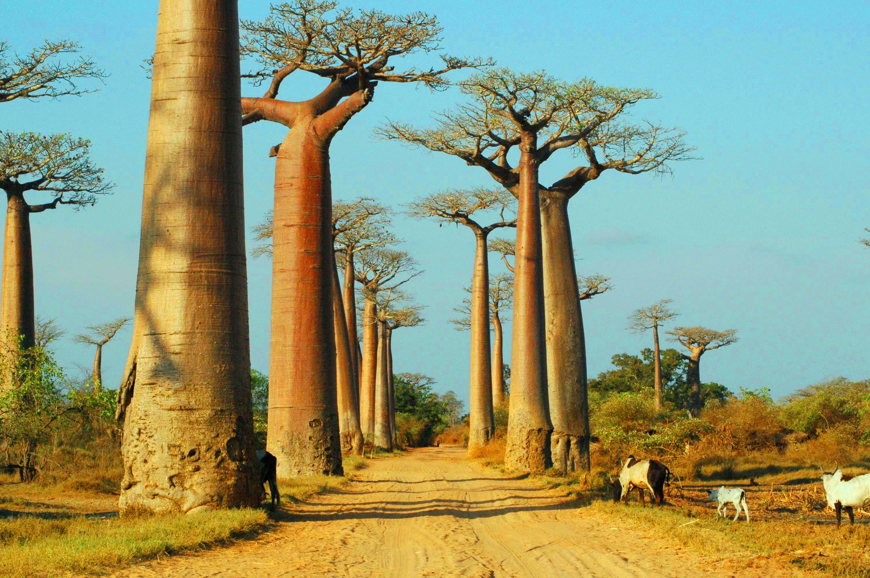 Trees so big you can live inside them! | Jenman African Safaris