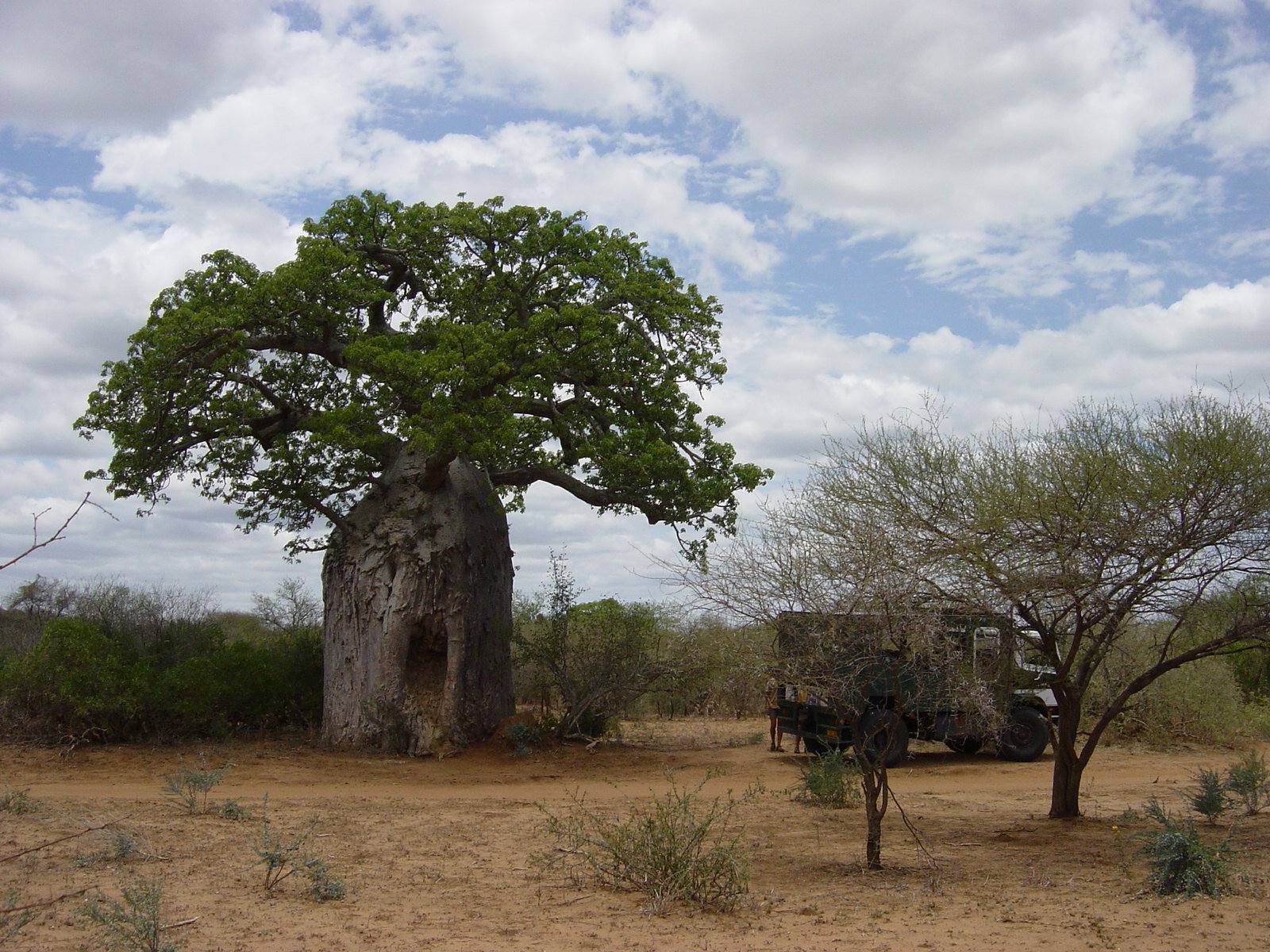 Mozambique - Baobab tree by aunt on DeviantArt