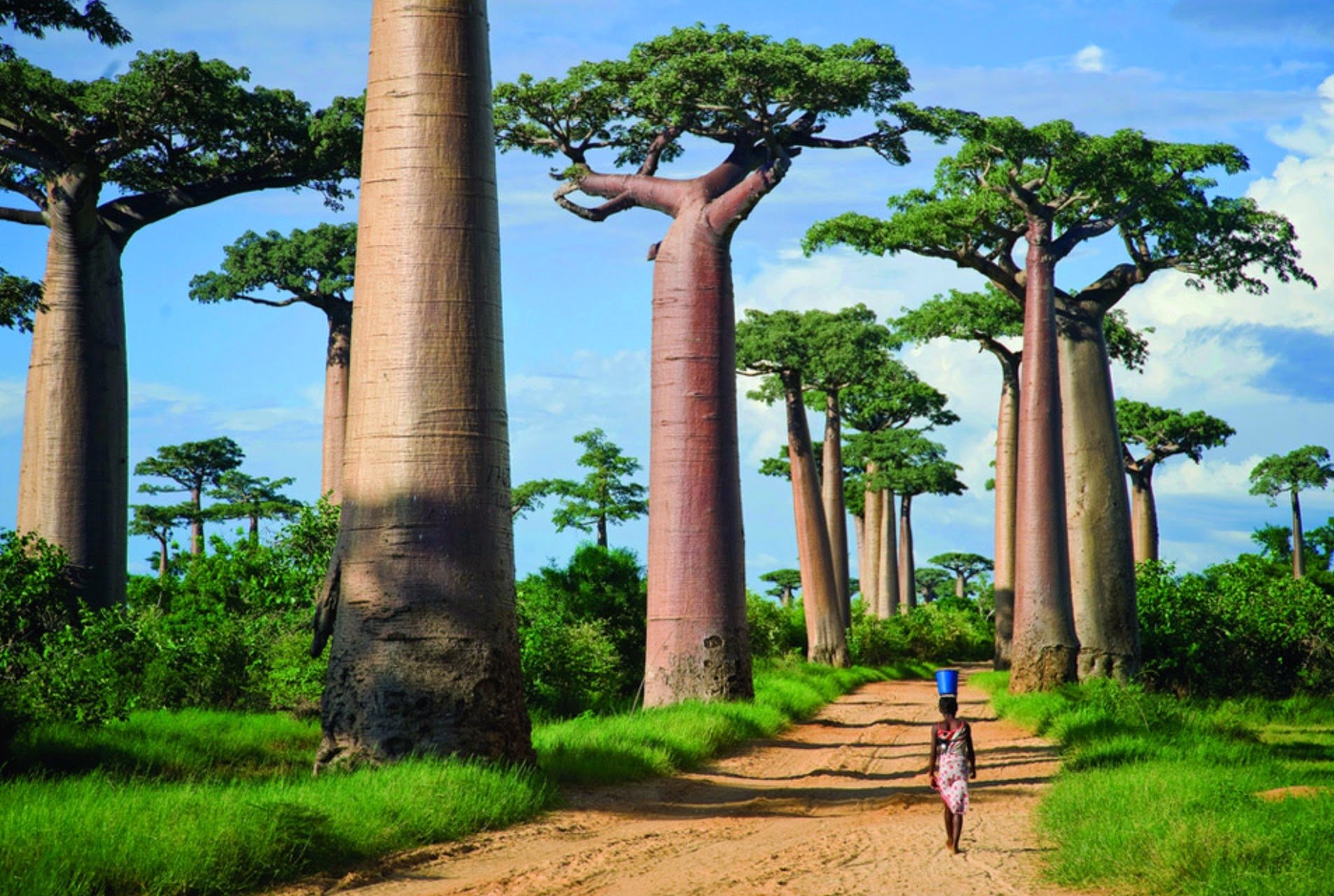 10 Baobab Tree HD Wallpapers | Background Images - Wallpaper Abyss