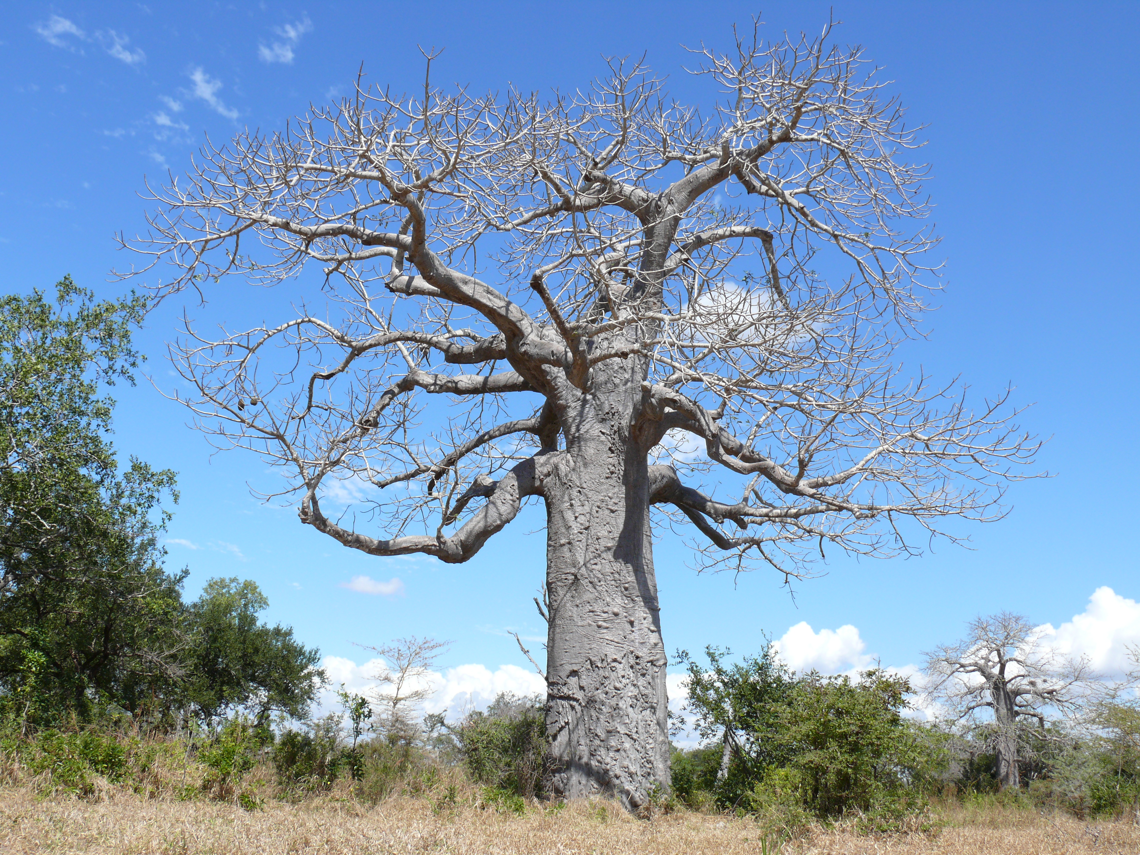 Baobab tree, Abstract, Blue, Branches, Sky, HQ Photo