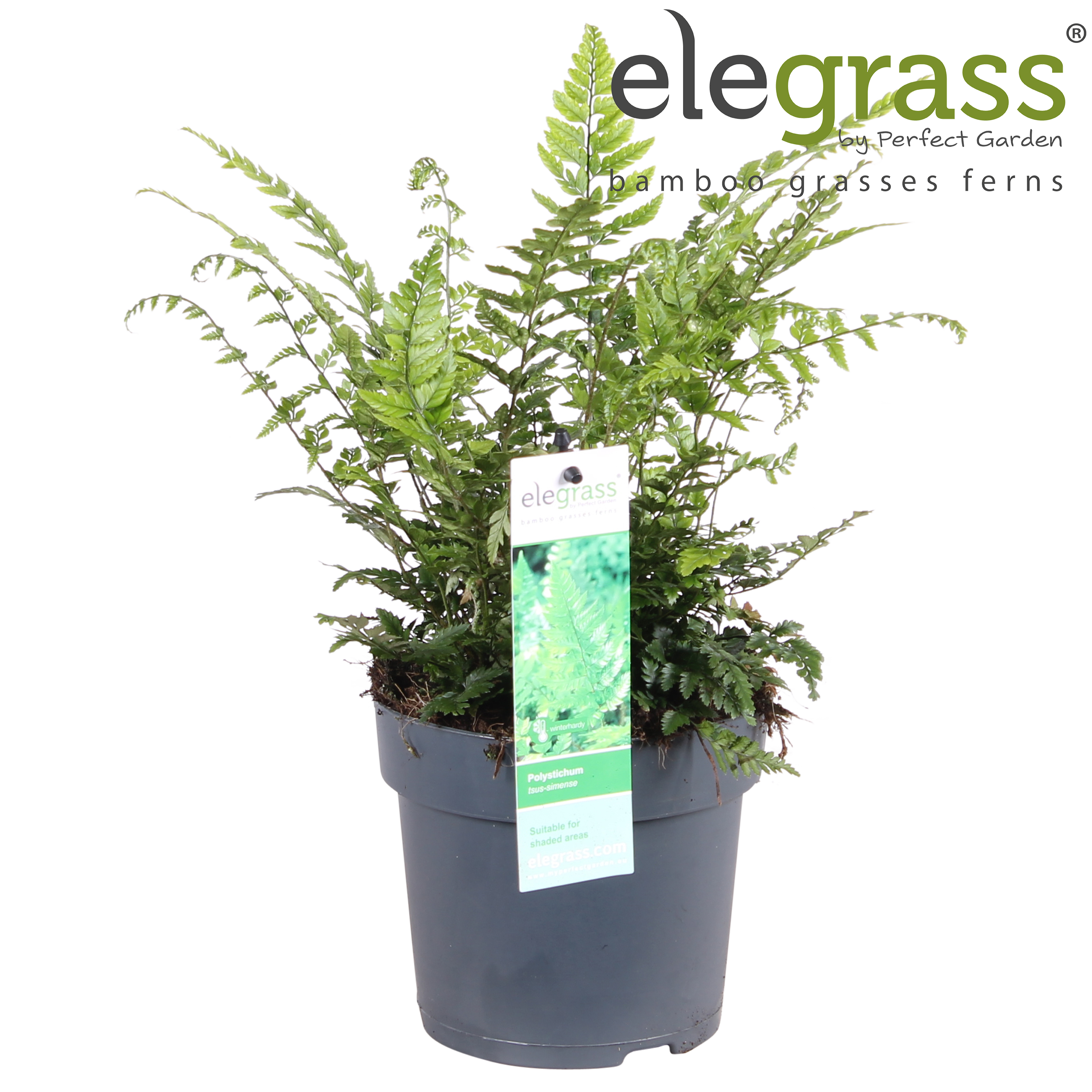Ferns (Dryopteris & Phollystichum) - My Perfect Garden