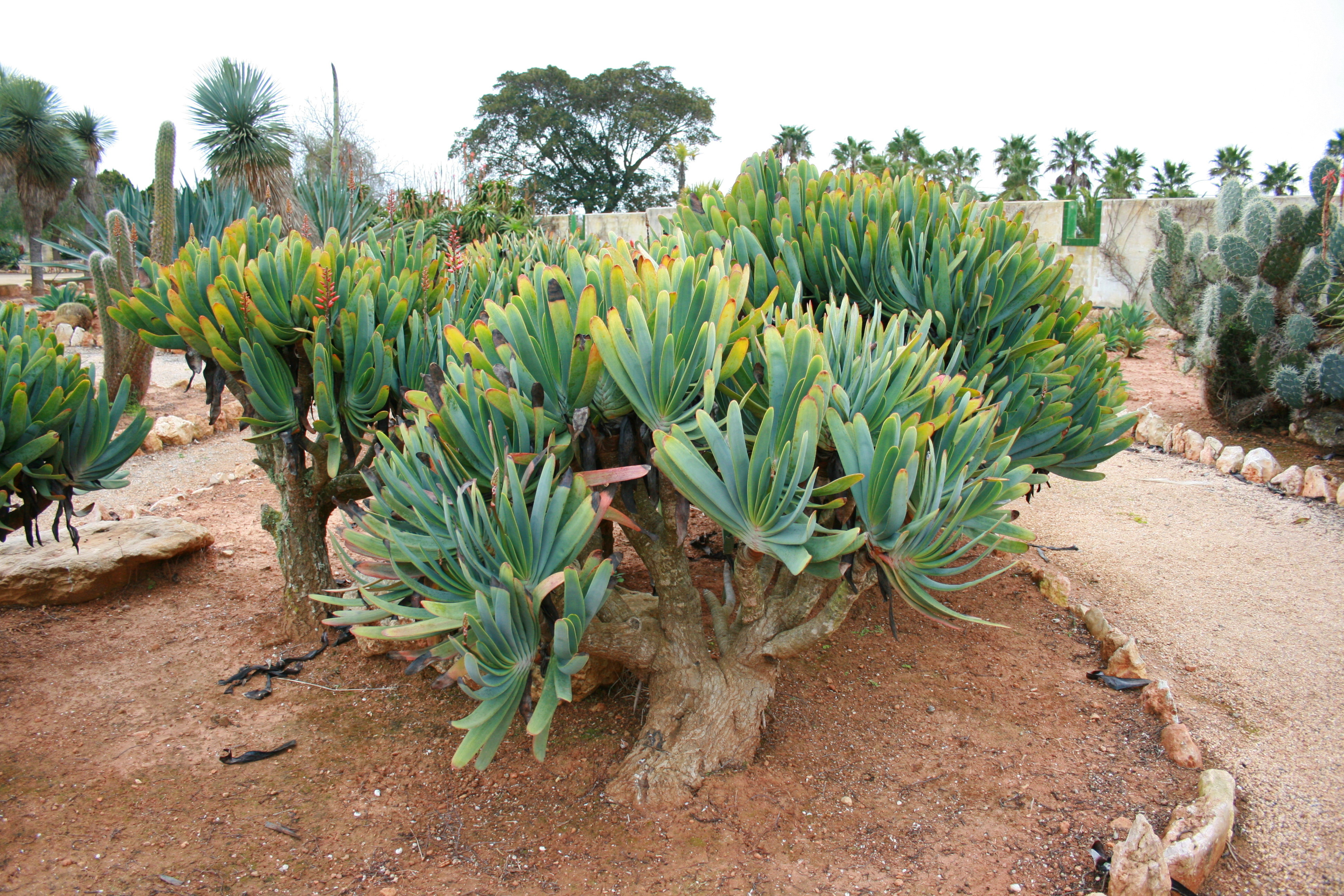 File:Ses Salines - Botanicactus - Aloe plicatilis 04 ies.jpg ...