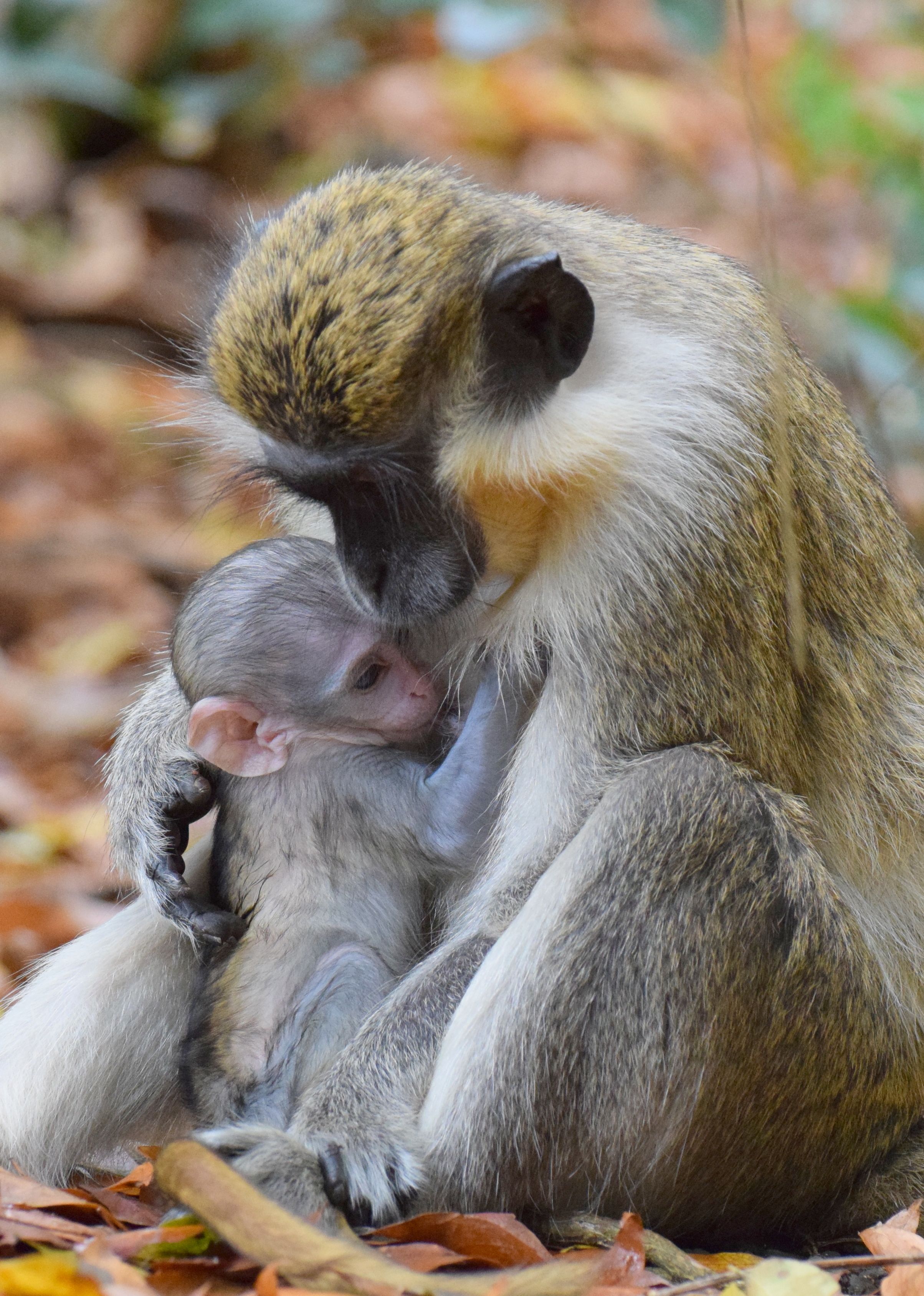Barbados Green Monkey | Barbados Wildlife | Pinterest | Barbados