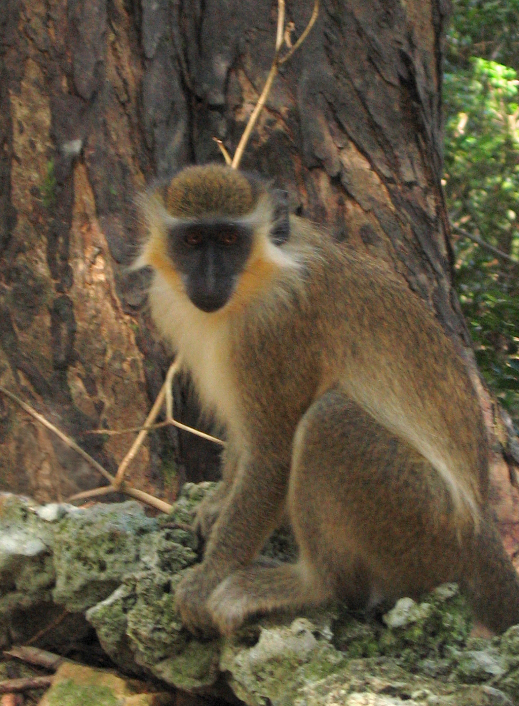 File:Green Monkey in Barbados 04.jpg - Wikimedia Commons