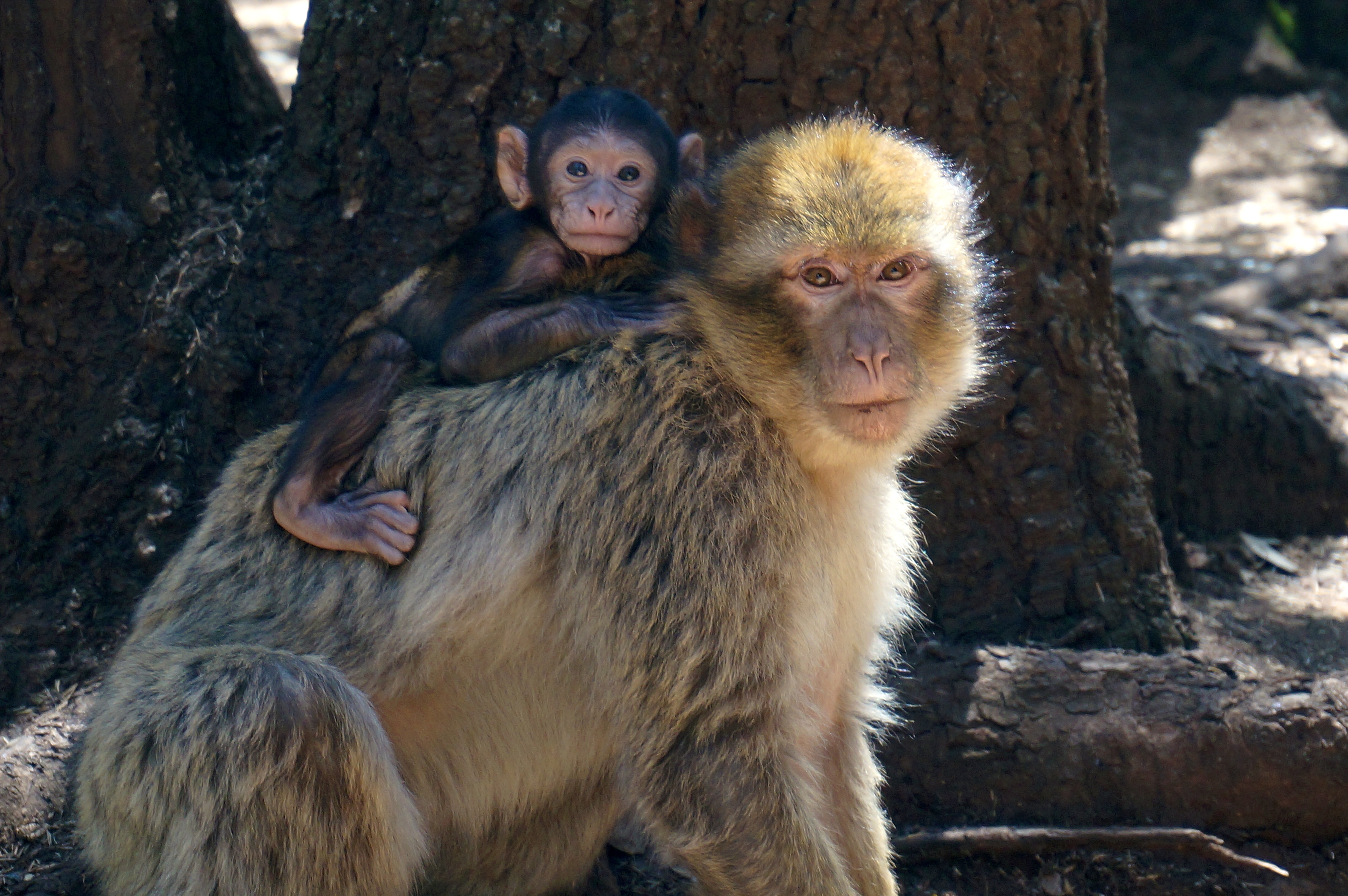 Monkeying Around Azrou, Morocco