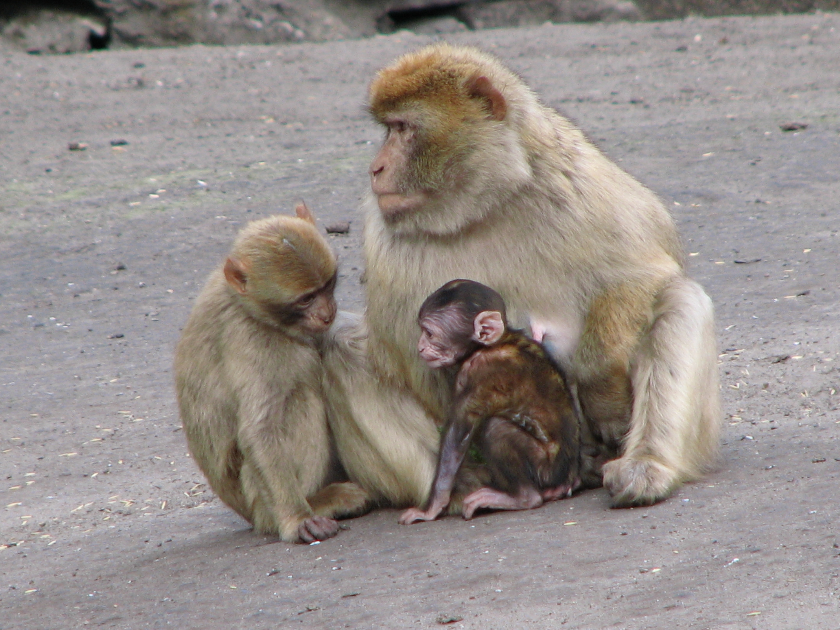 File:Macaca-sylvanus-barbary-ape-family-0a.jpg - Wikimedia Commons