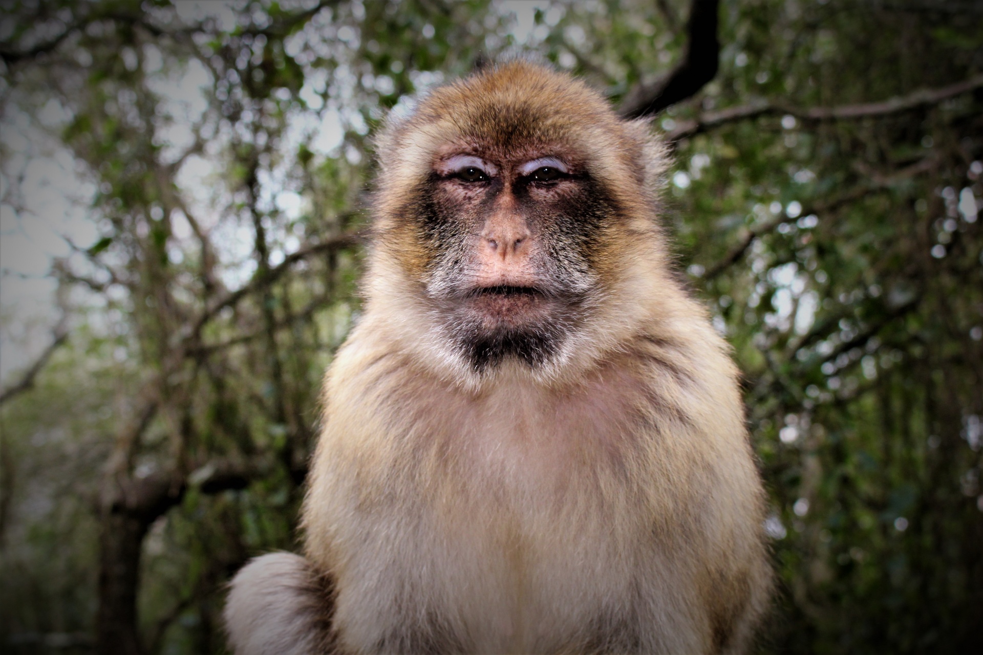 Barbary Ape In Gibraltar Free Stock Photo - Public Domain Pictures