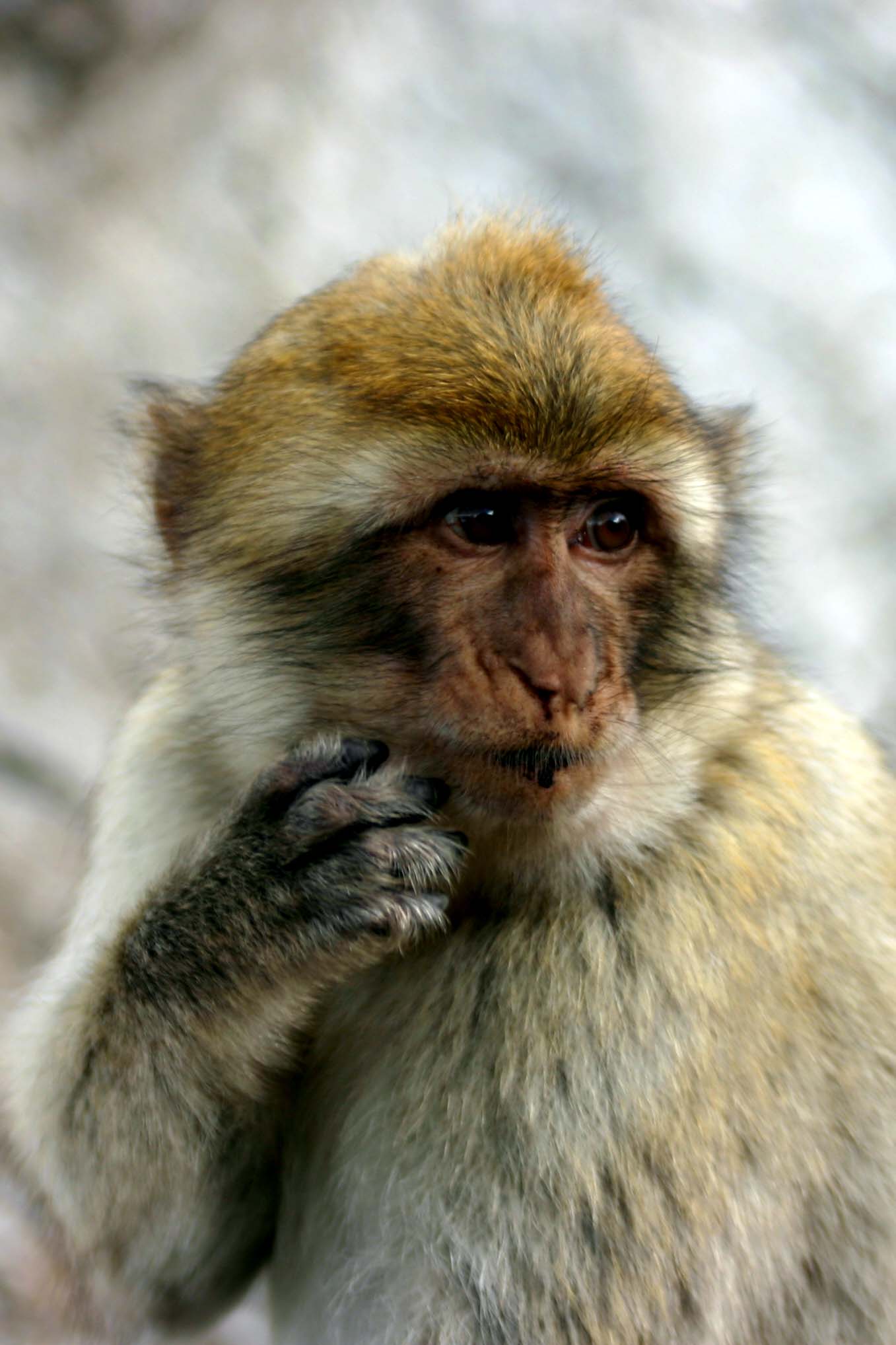 File:Barbary Ape Gibraltar.JPG - Wikimedia Commons