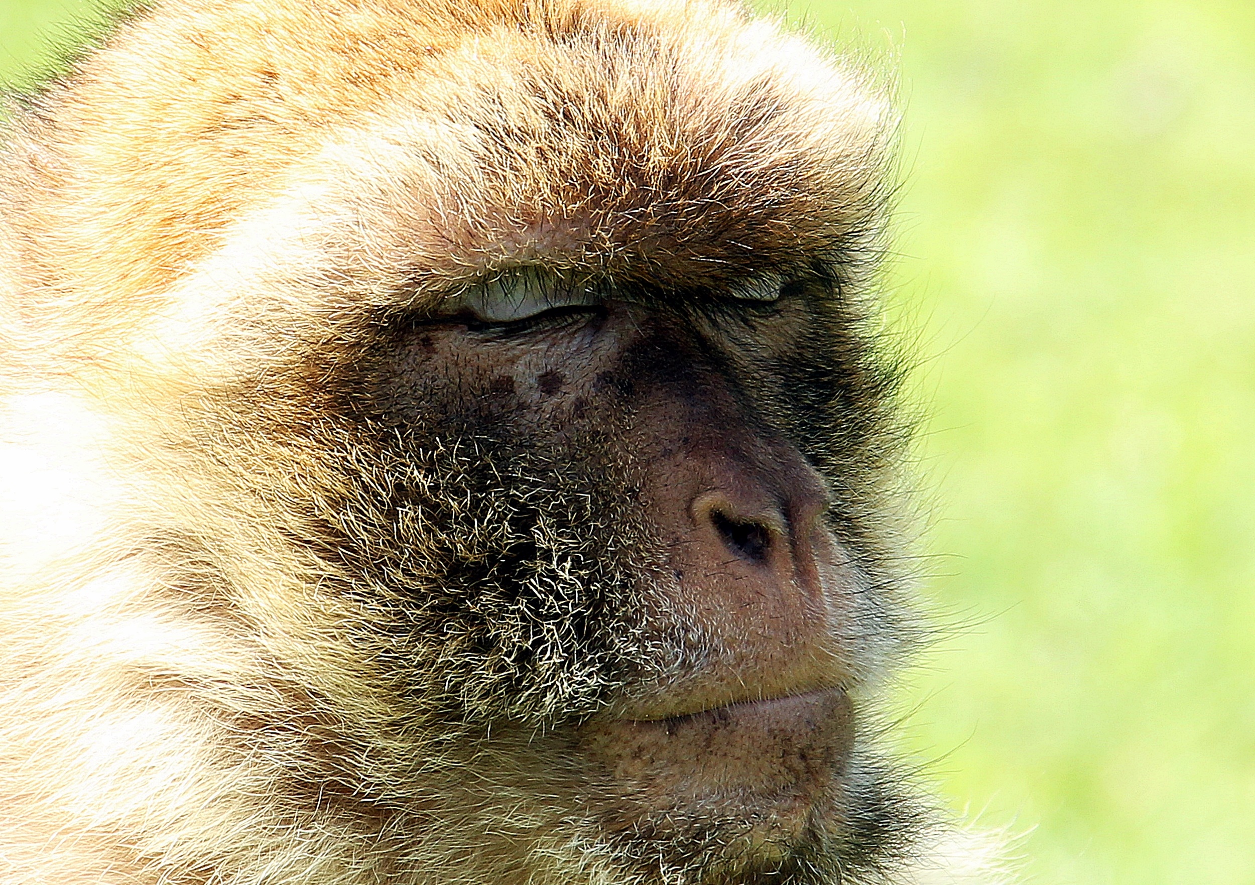 Barbary ape photo