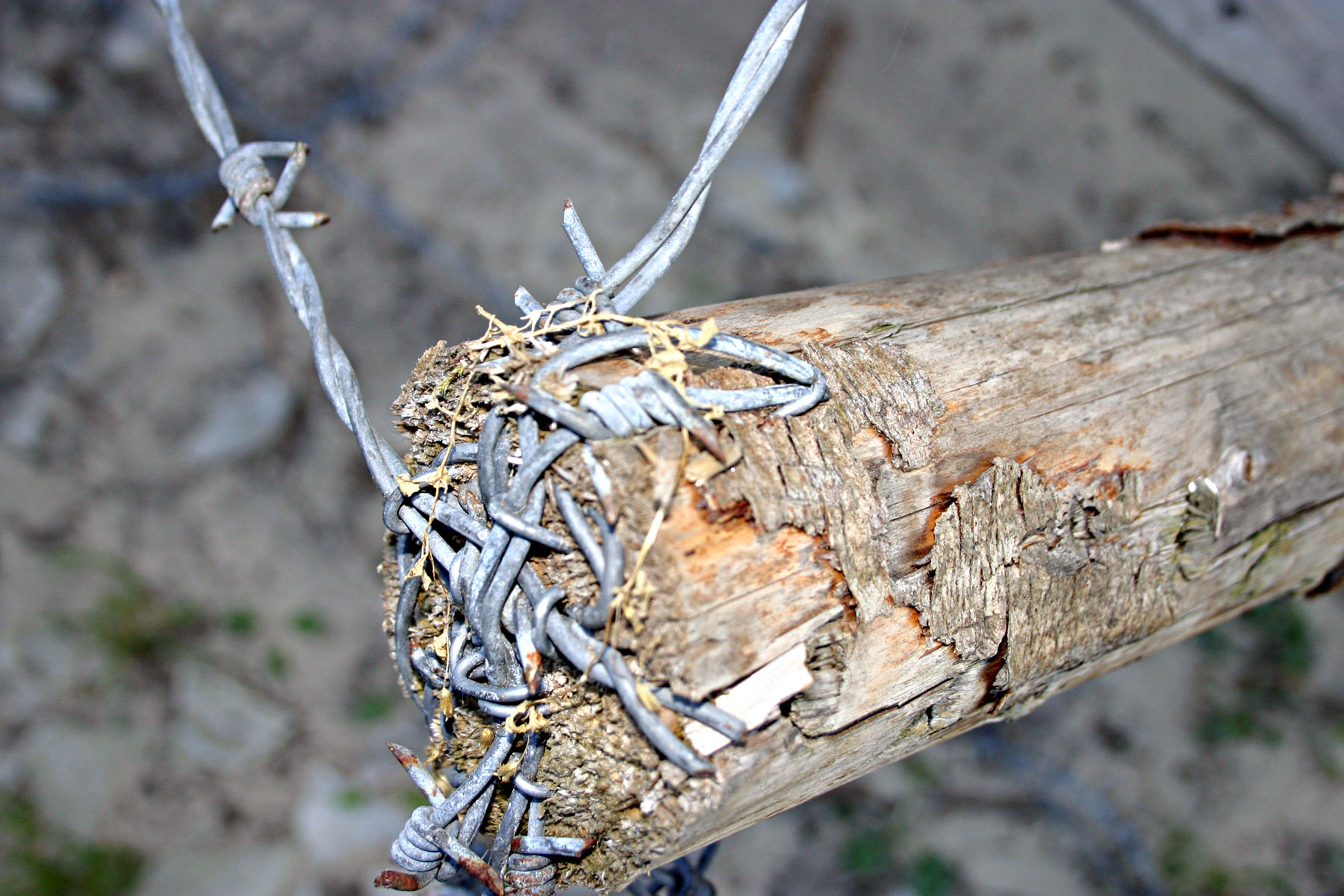 Barbed wire closeup photo