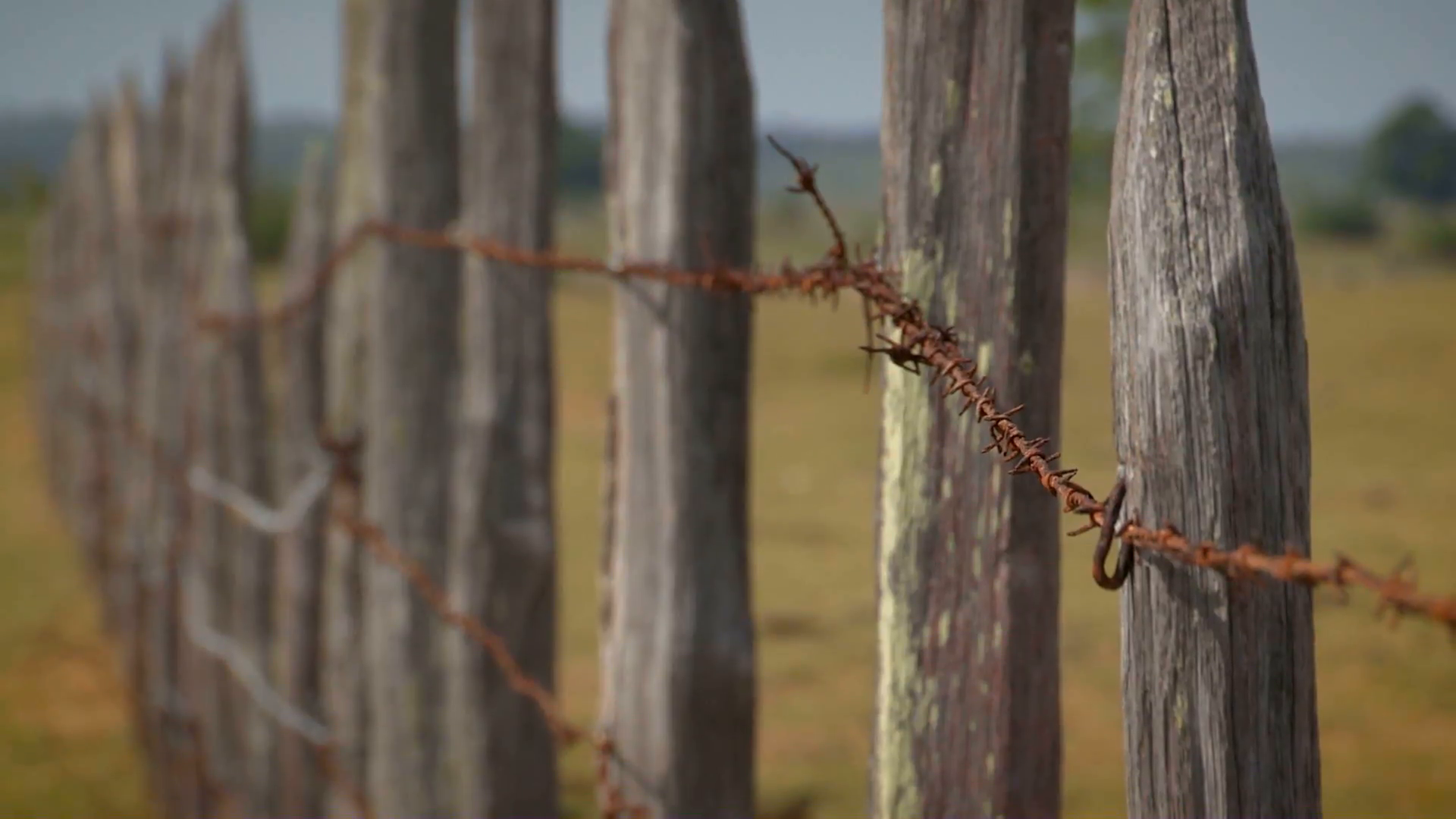 Agriculture barb wire fence. A barbed wire fence and old wooden post ...