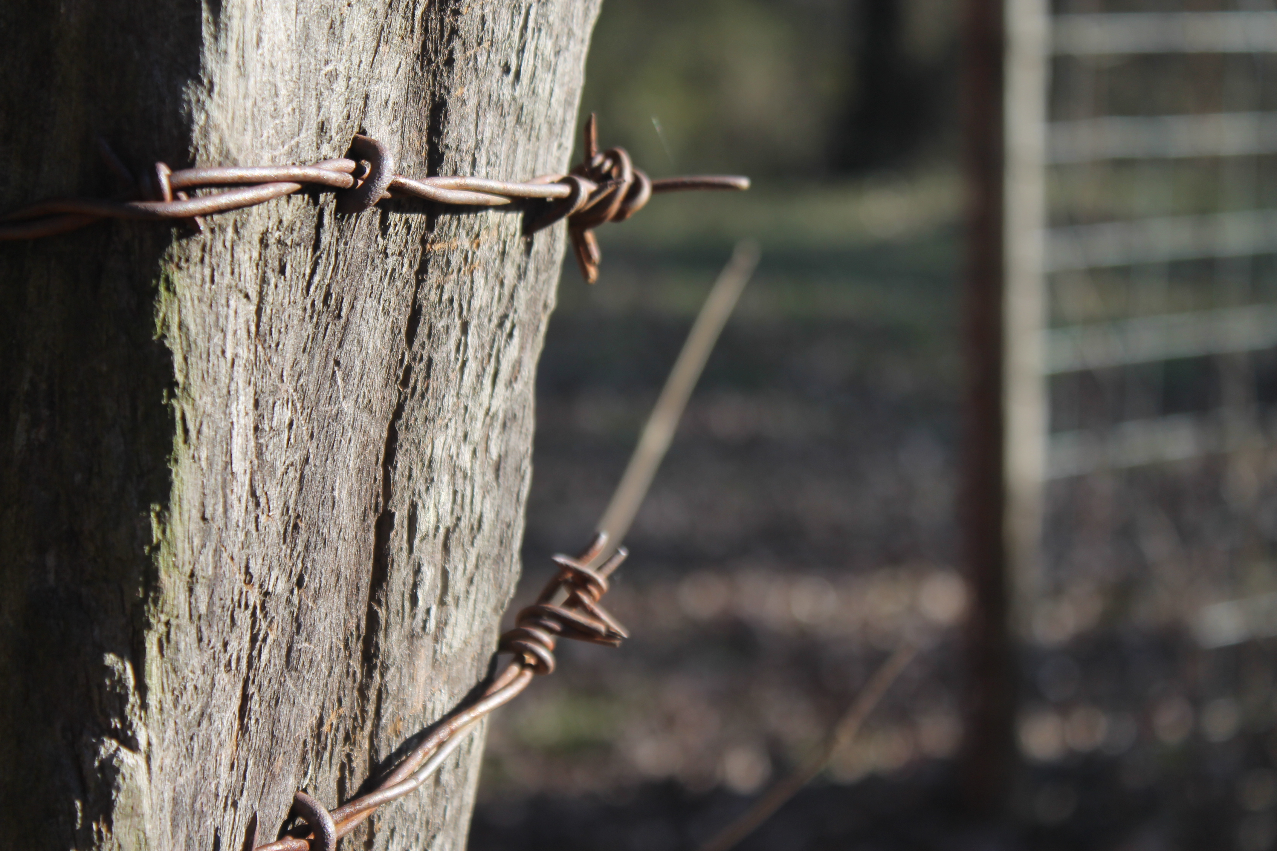 Sunlight on barbed wire and fence post - Imgur