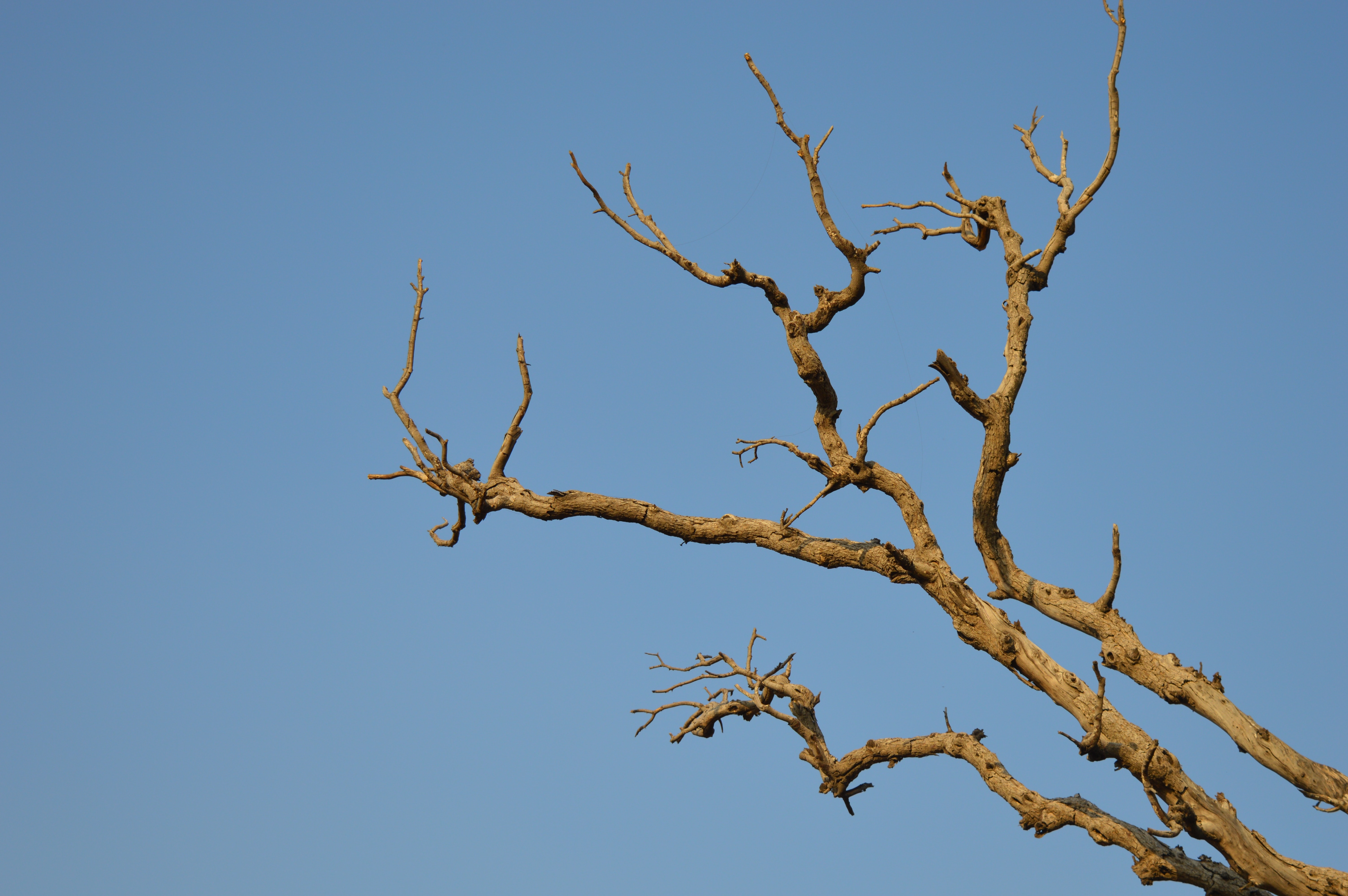 Bare brown branch tree photo