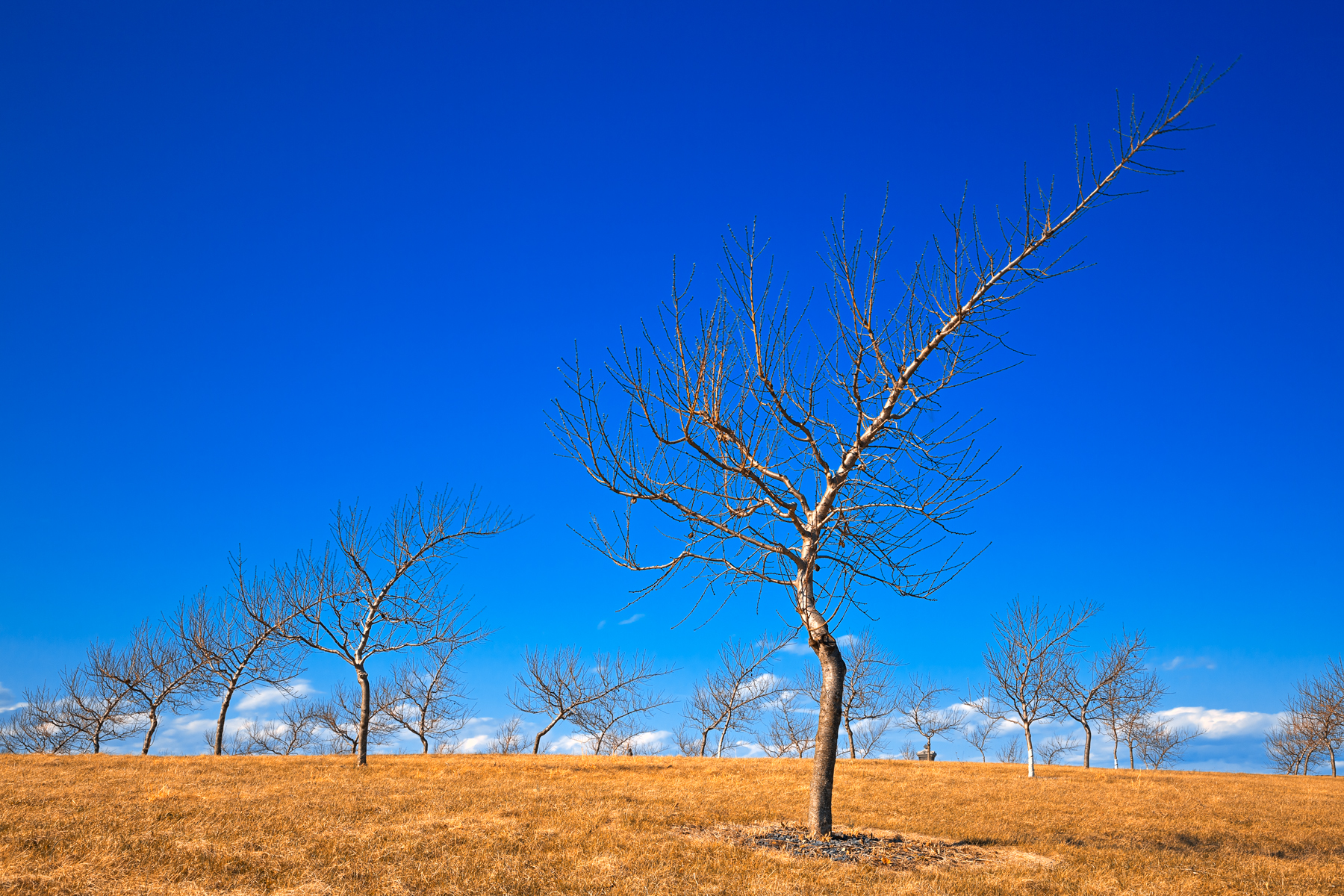 Bare peach orchard trees - hdr photo