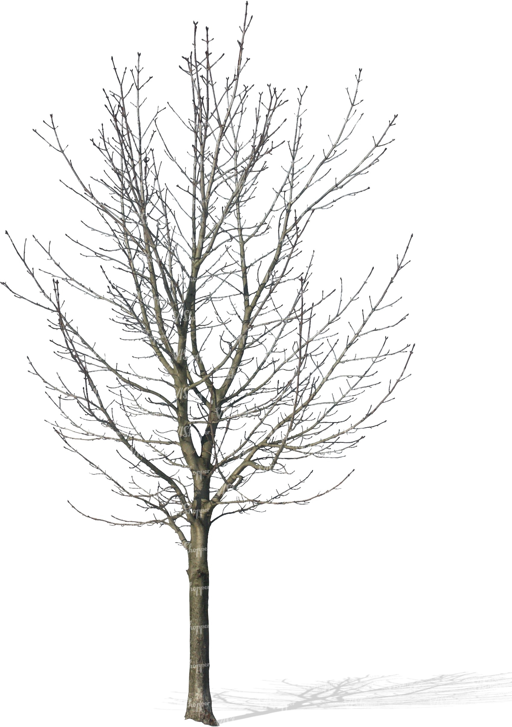 cut out bare tree - cut out trees and plants - VIShopper