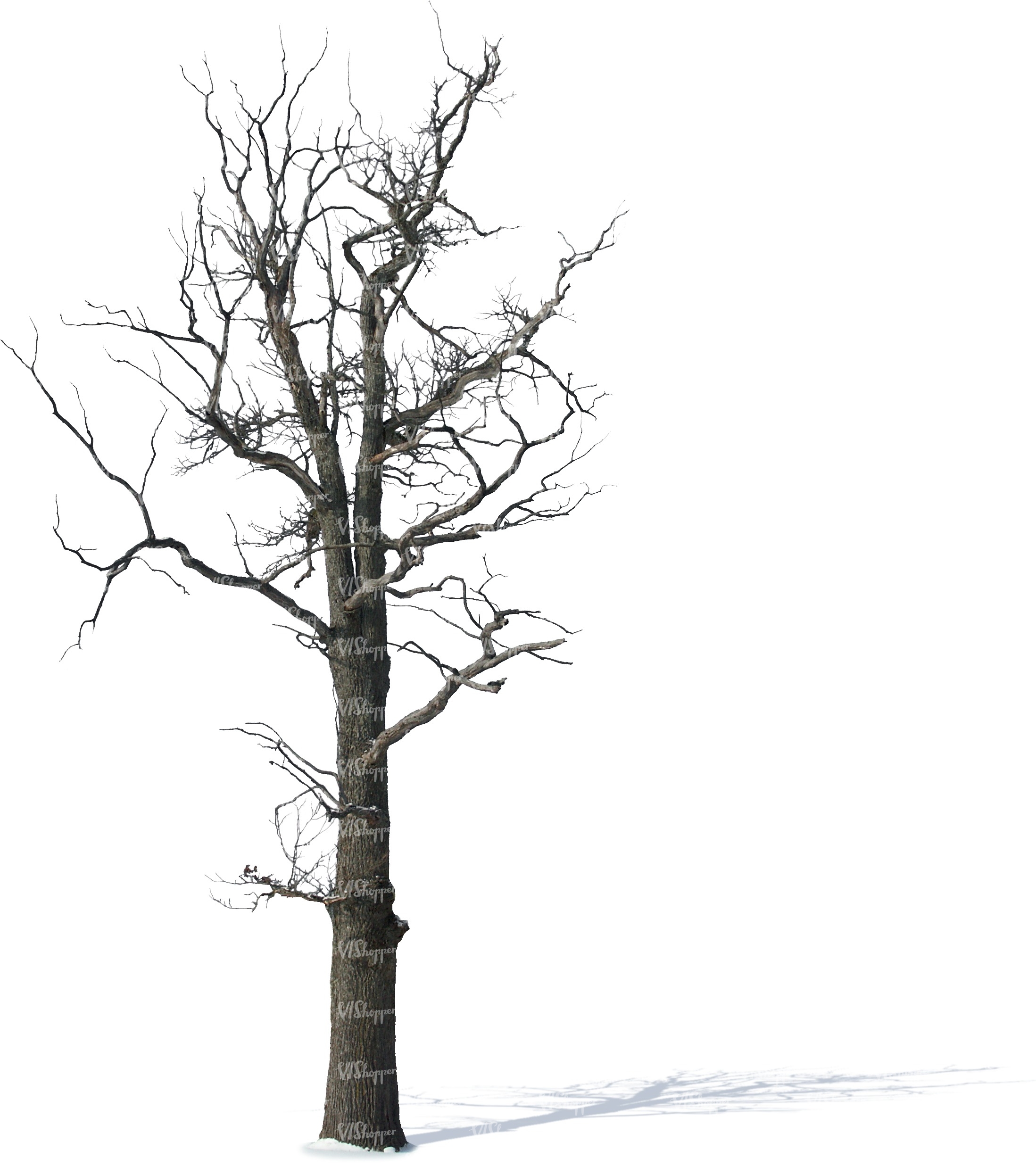 cut out bare tree trunk - cut out trees and plants - VIShopper