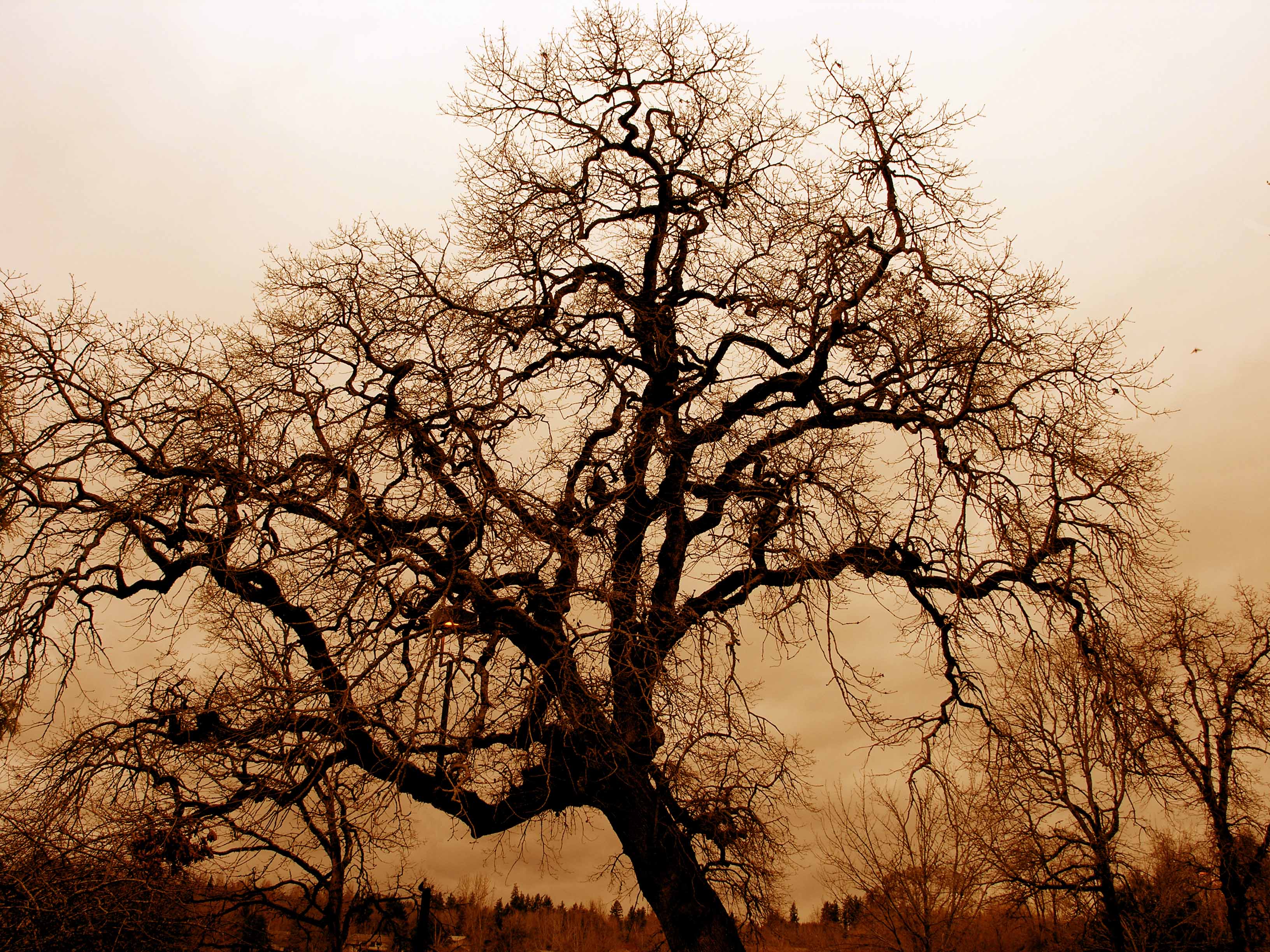 File:Bare Oak Tree.jpg - Wikimedia Commons