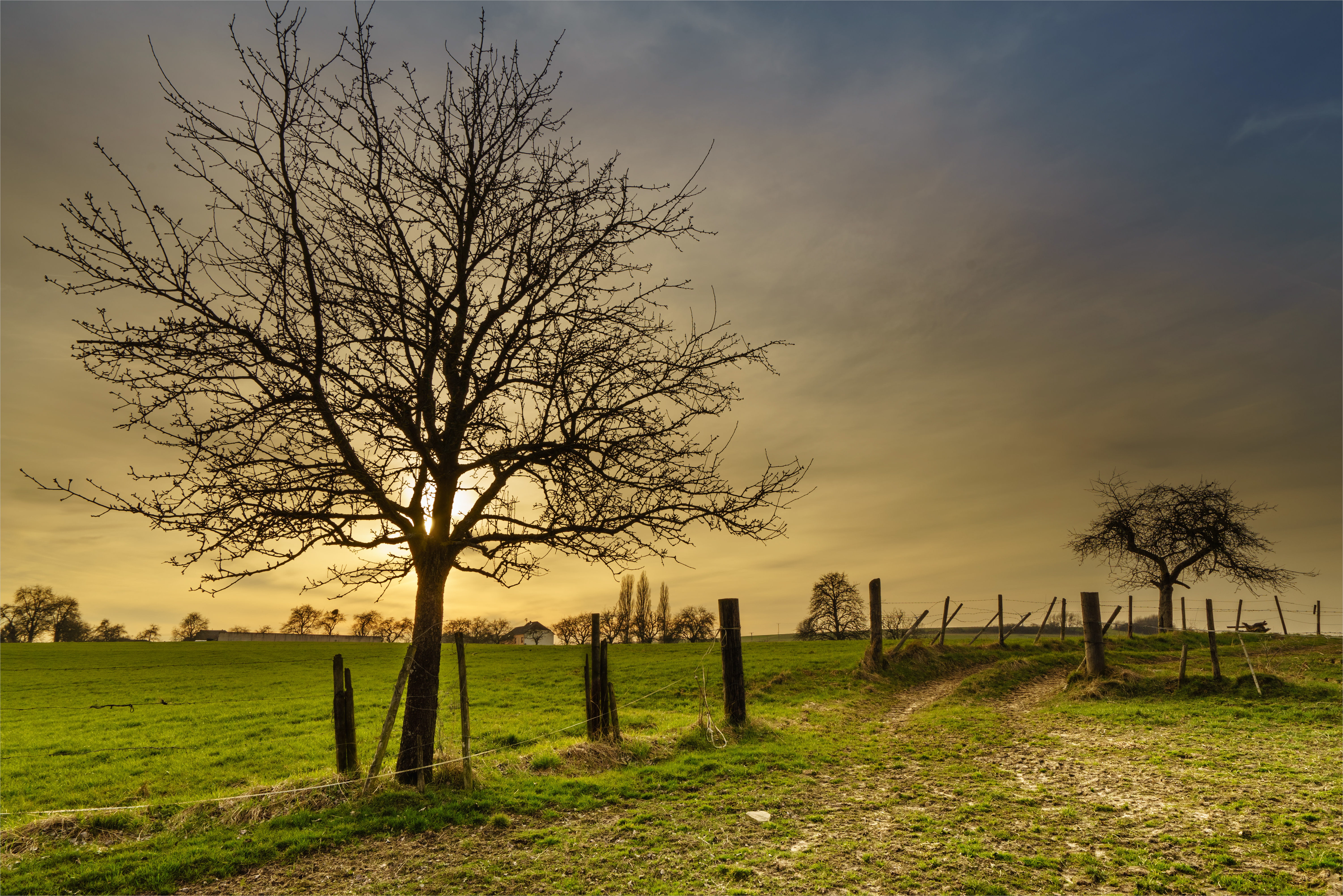 Photo of bare tree near fence and grass field HD wallpaper ...